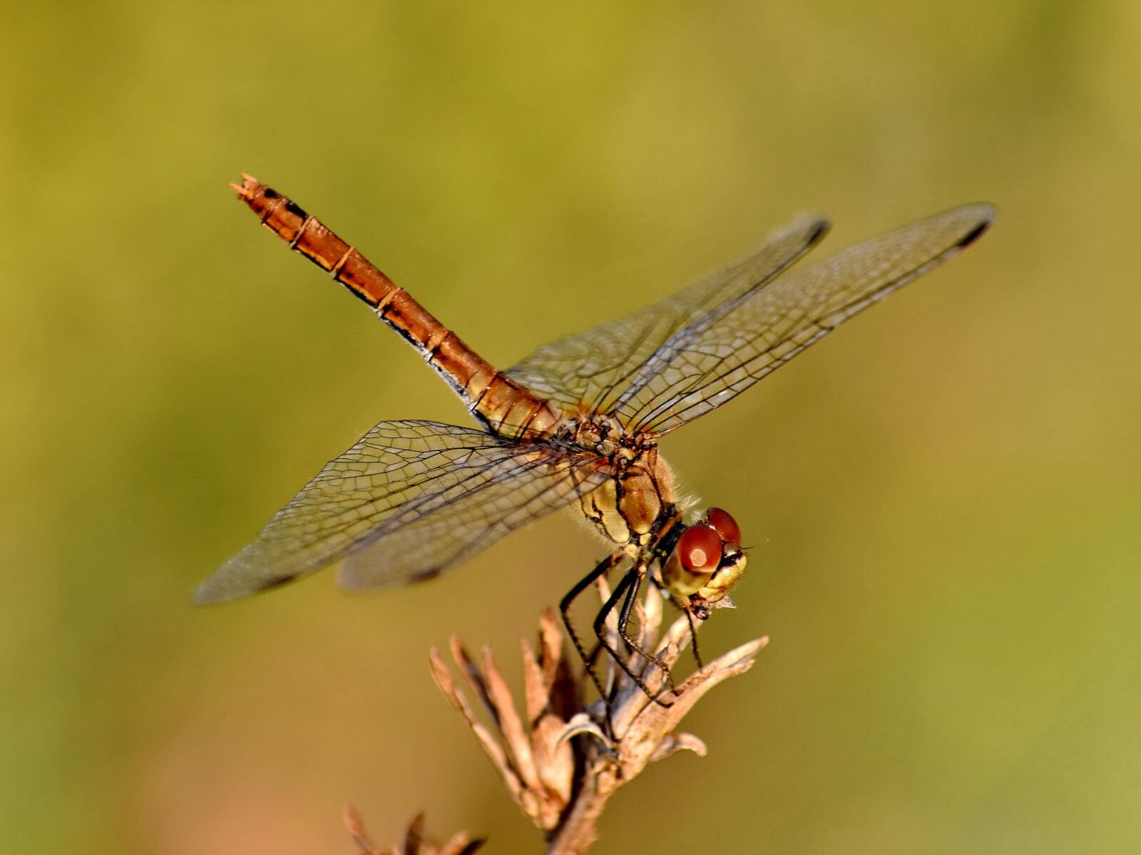 Nikon D5500 sample photo. Beautiful photo, details, dragonfly photography