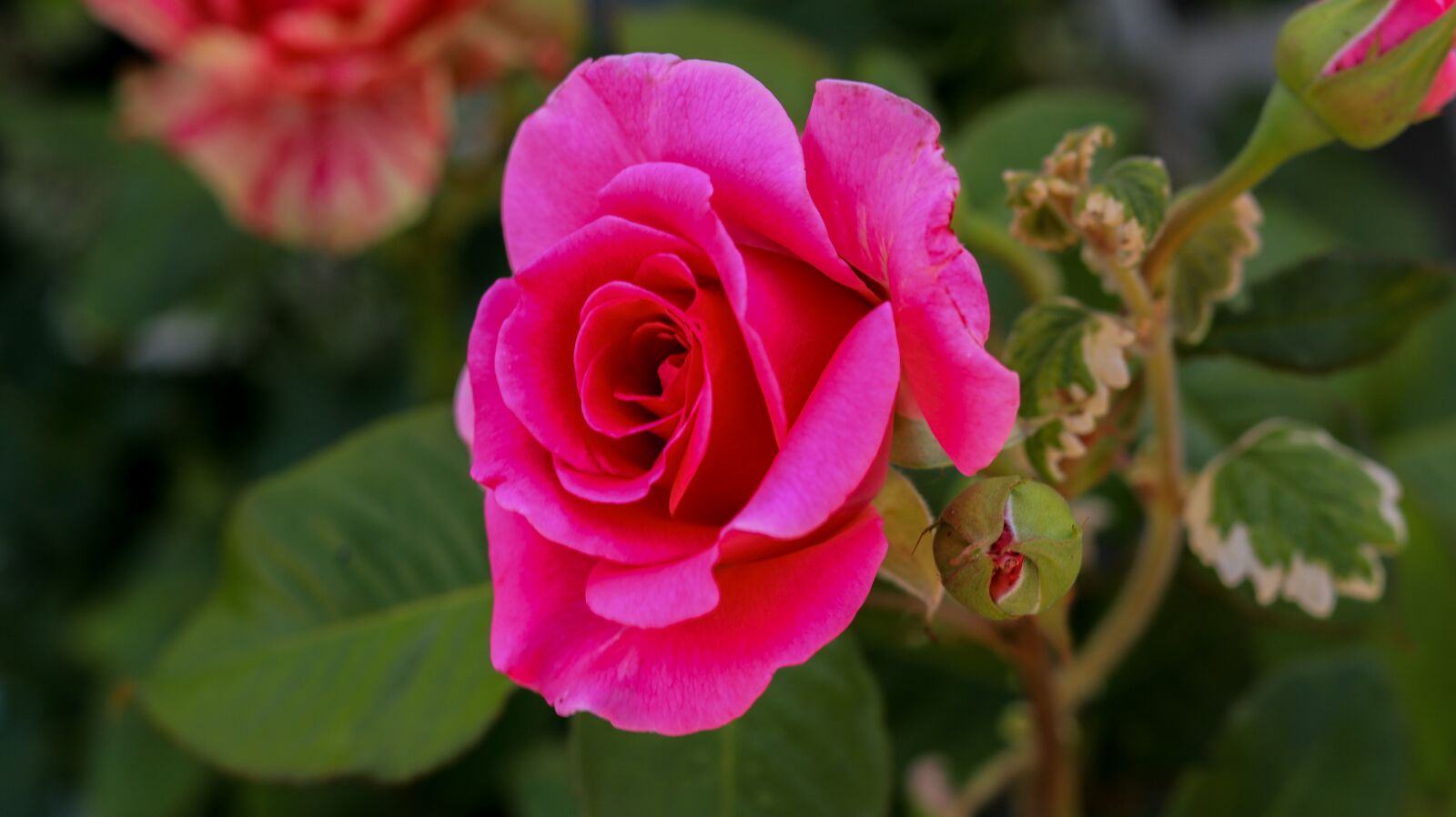 Canon EOS 80D + Canon EF 50mm F1.8 STM sample photo. Rose, garden, flower photography
