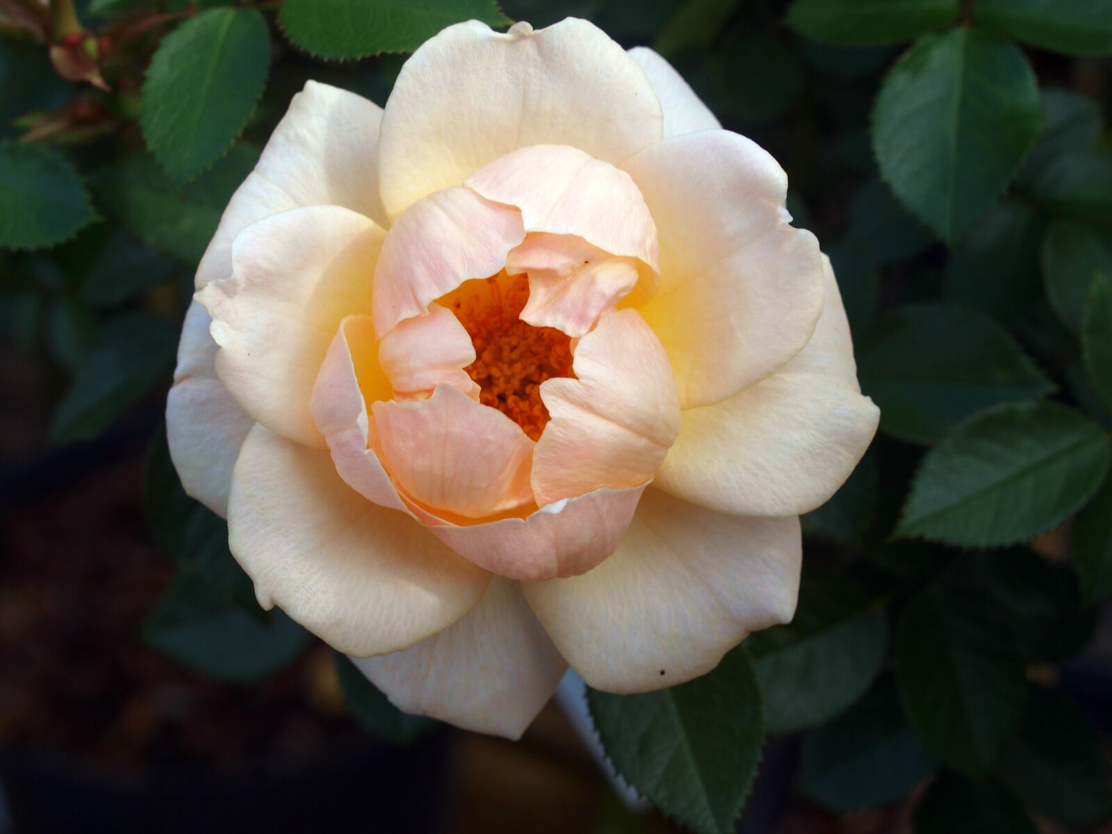 Olympus E-520 (EVOLT E-520) sample photo. Flower, rose, petal photography