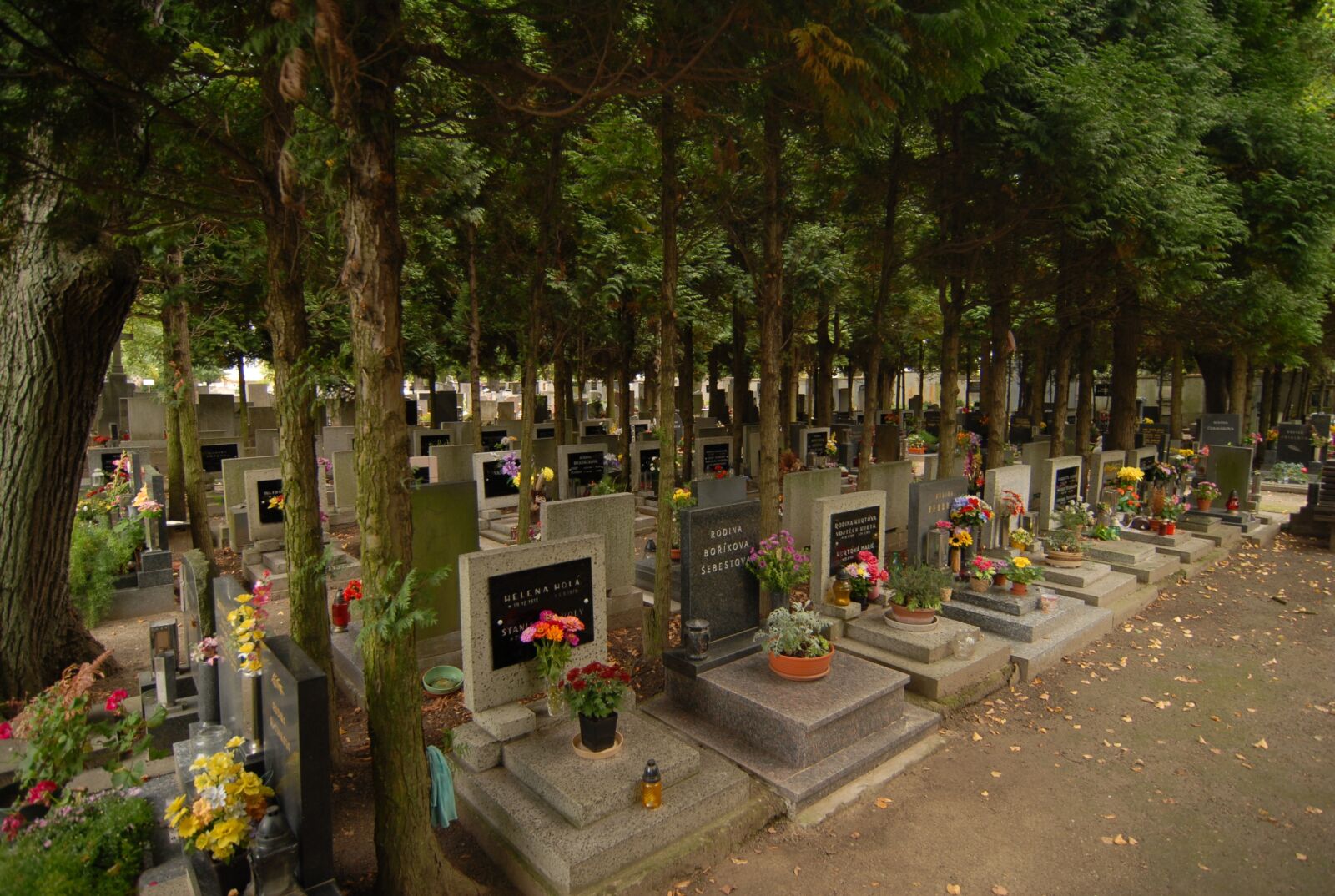 Nikon D200 sample photo. Trees, cemetery, the tombstones photography