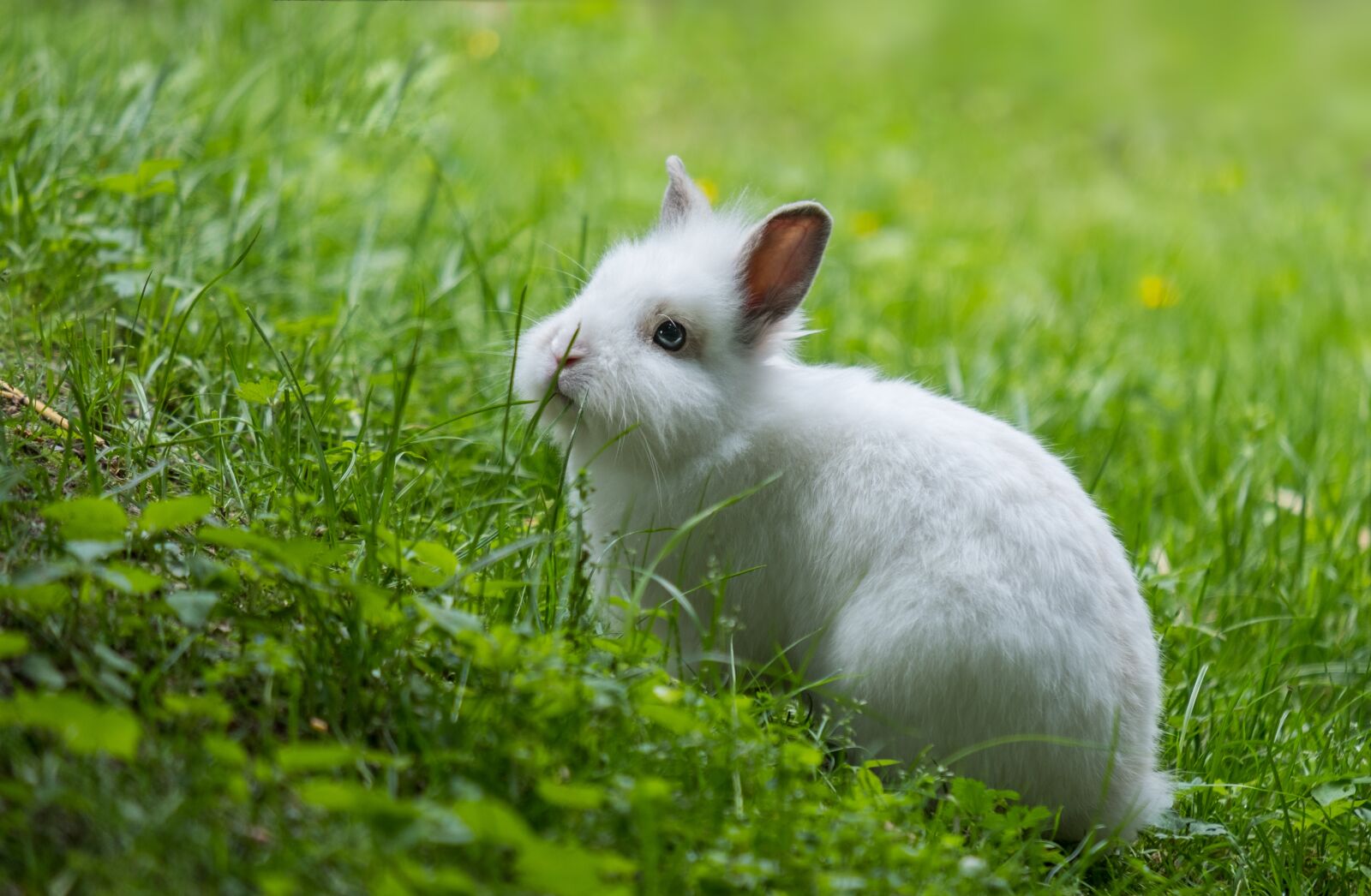 Fujifilm X-T2 + Fujifilm XF 55-200mm F3.5-4.8 R LM OIS sample photo. Hare, dwarf bunny, rabbit photography
