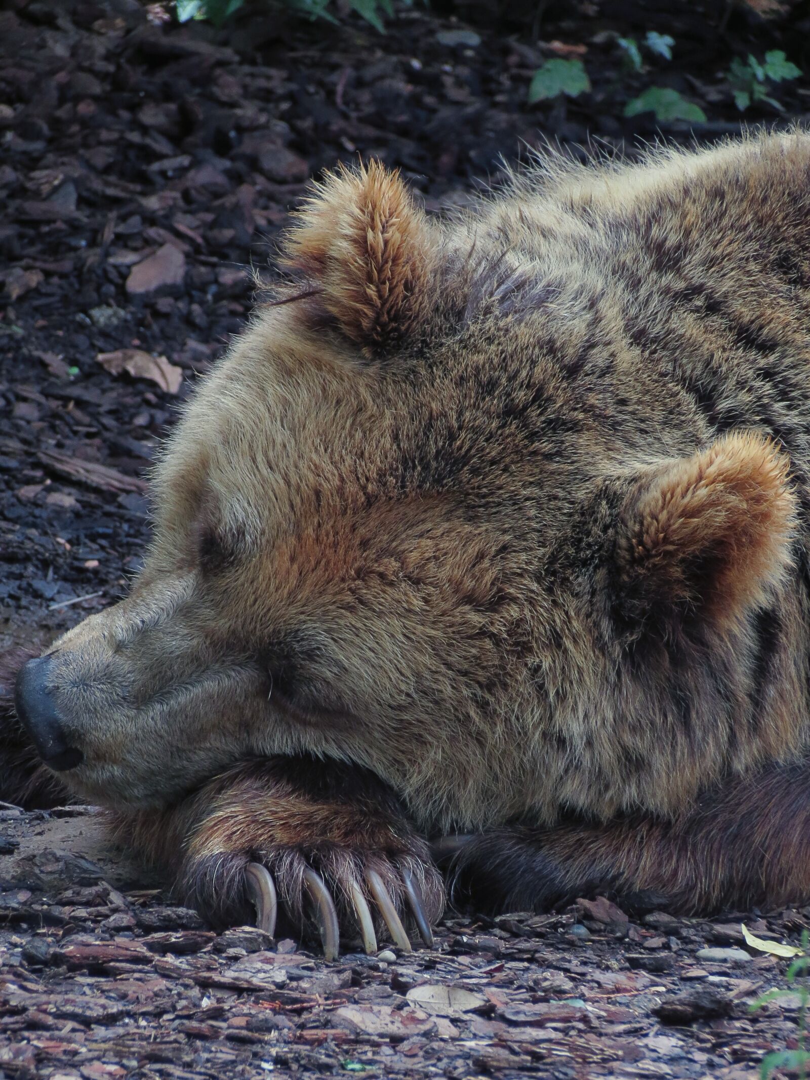 Canon PowerShot SX40 HS sample photo. Bear, sleeping bear, hibernating photography