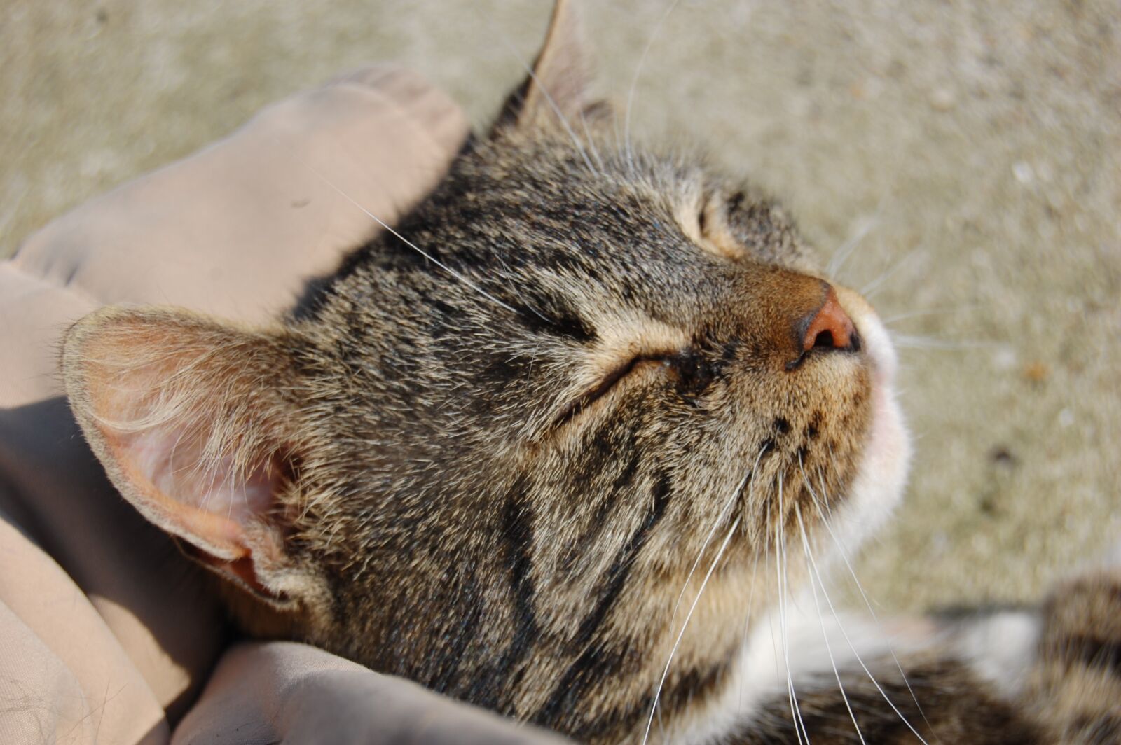 Nikon D40 sample photo. Cat, tabby, cute photography