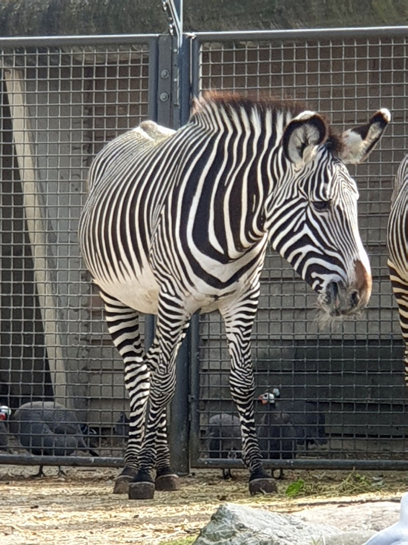 Samsung Galaxy S9+ sample photo. Zebra, animal, zoo photography
