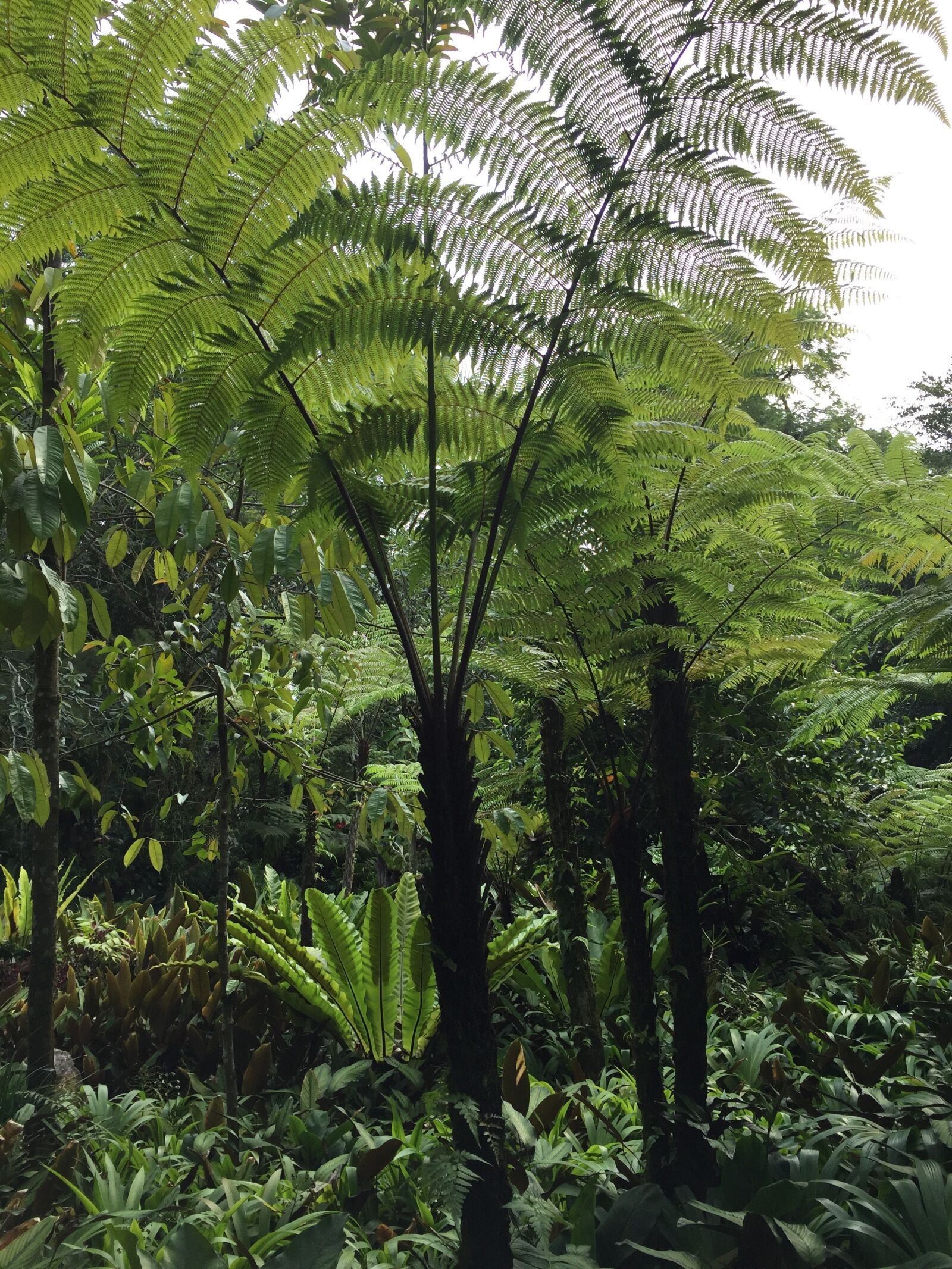 Apple iPhone 6 sample photo. Fern, rainforest, lush photography
