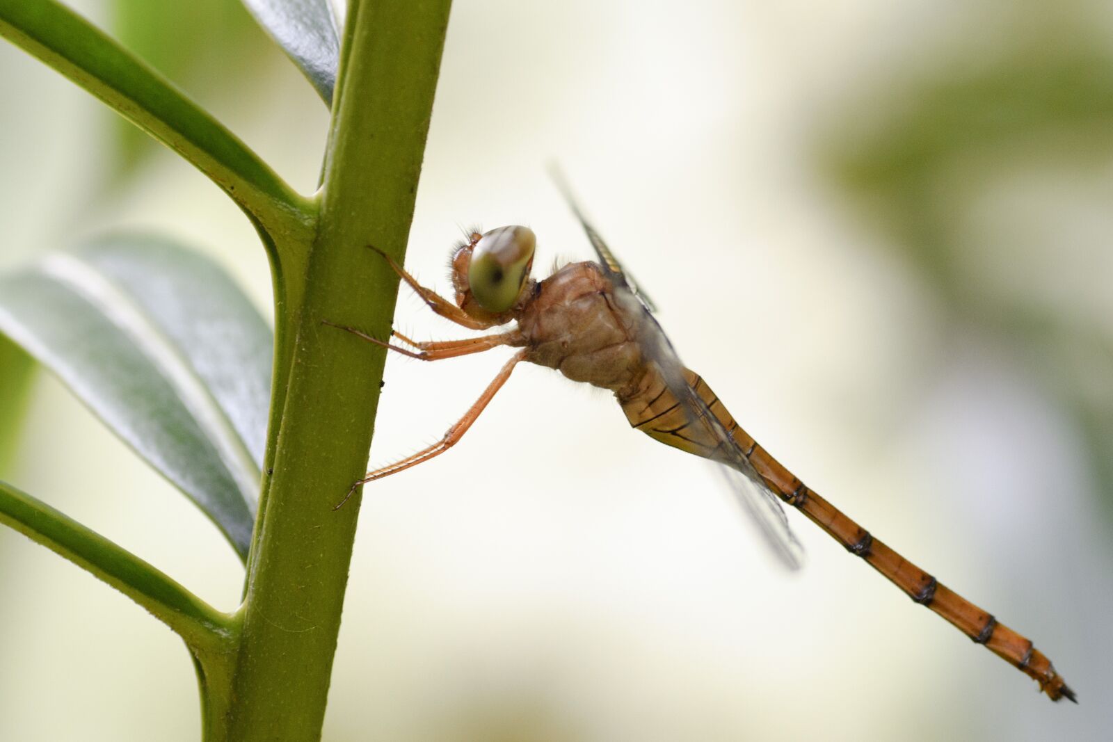 Nikon D5200 sample photo. Dragonfly, insect, macro photography