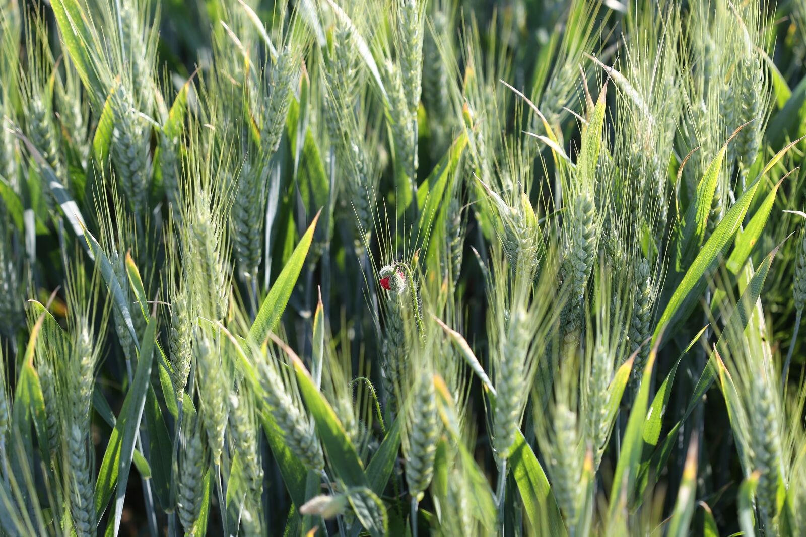 Canon EOS 6D + Canon EF 100mm F2.8 Macro USM sample photo. Poppy bud in wheat photography