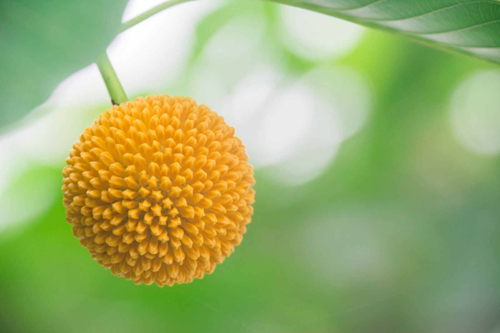 Nikon D5200 sample photo. Flower, blooming, nature photography