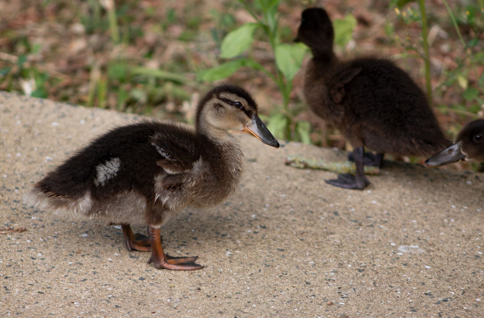 Canon EOS 70D sample photo. Waterbird, duck, stick duck photography