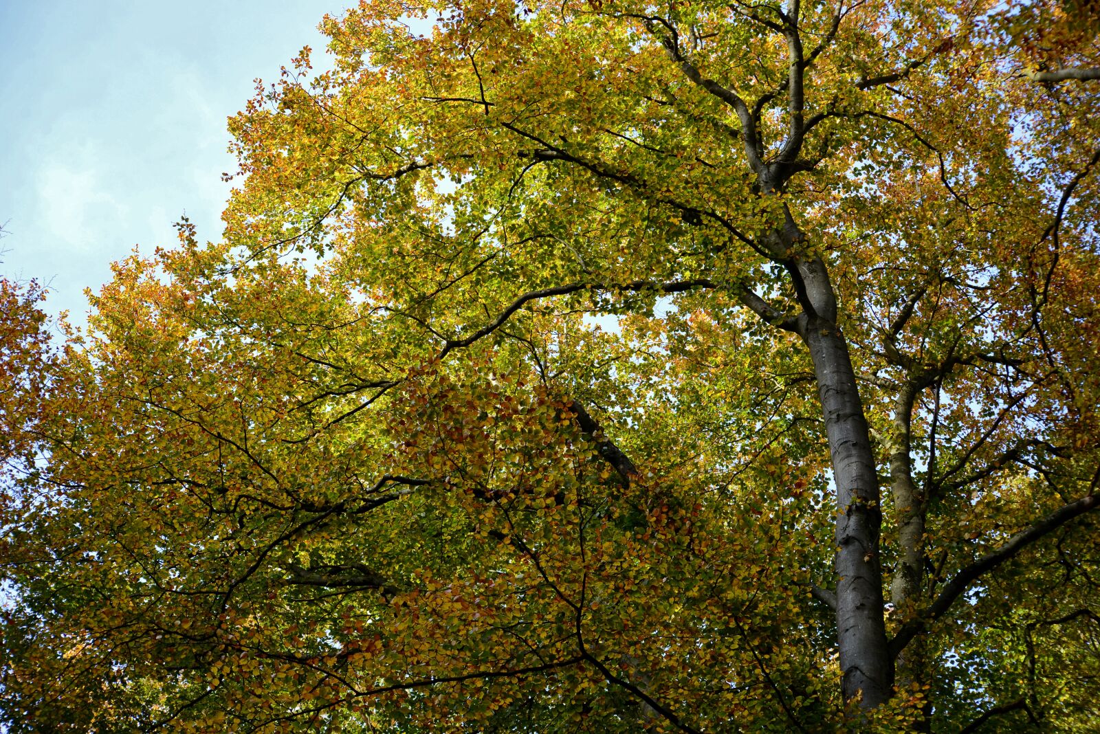 Nikon D600 sample photo. Tree, fall colors, autumn photography