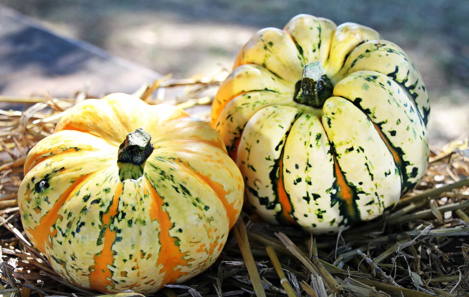 Canon EOS 550D (EOS Rebel T2i / EOS Kiss X4) sample photo. Pumpkin, vegetable, organic, food photography