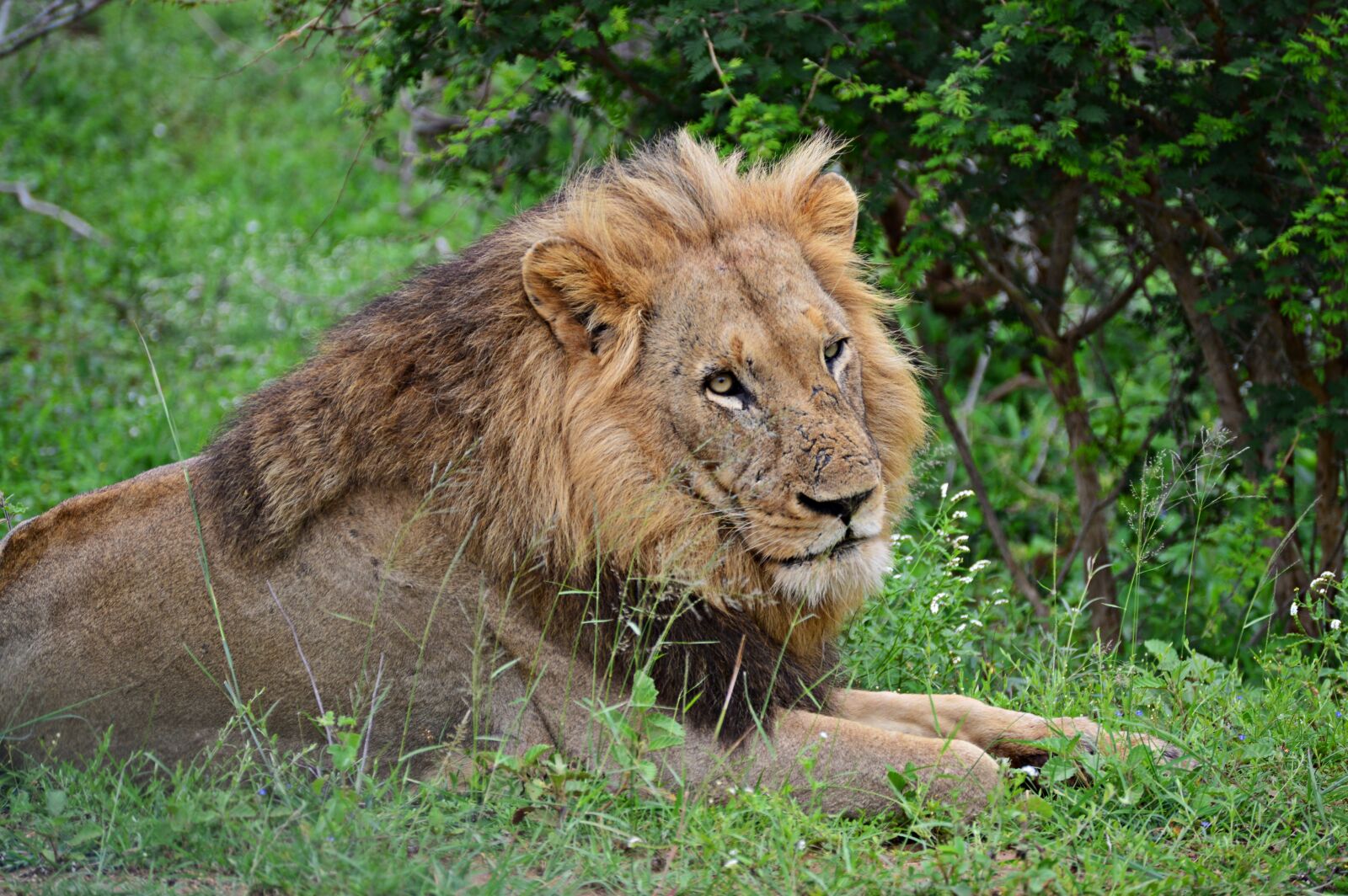 Nikon D3200 sample photo. Lion, wildlife, animals photography
