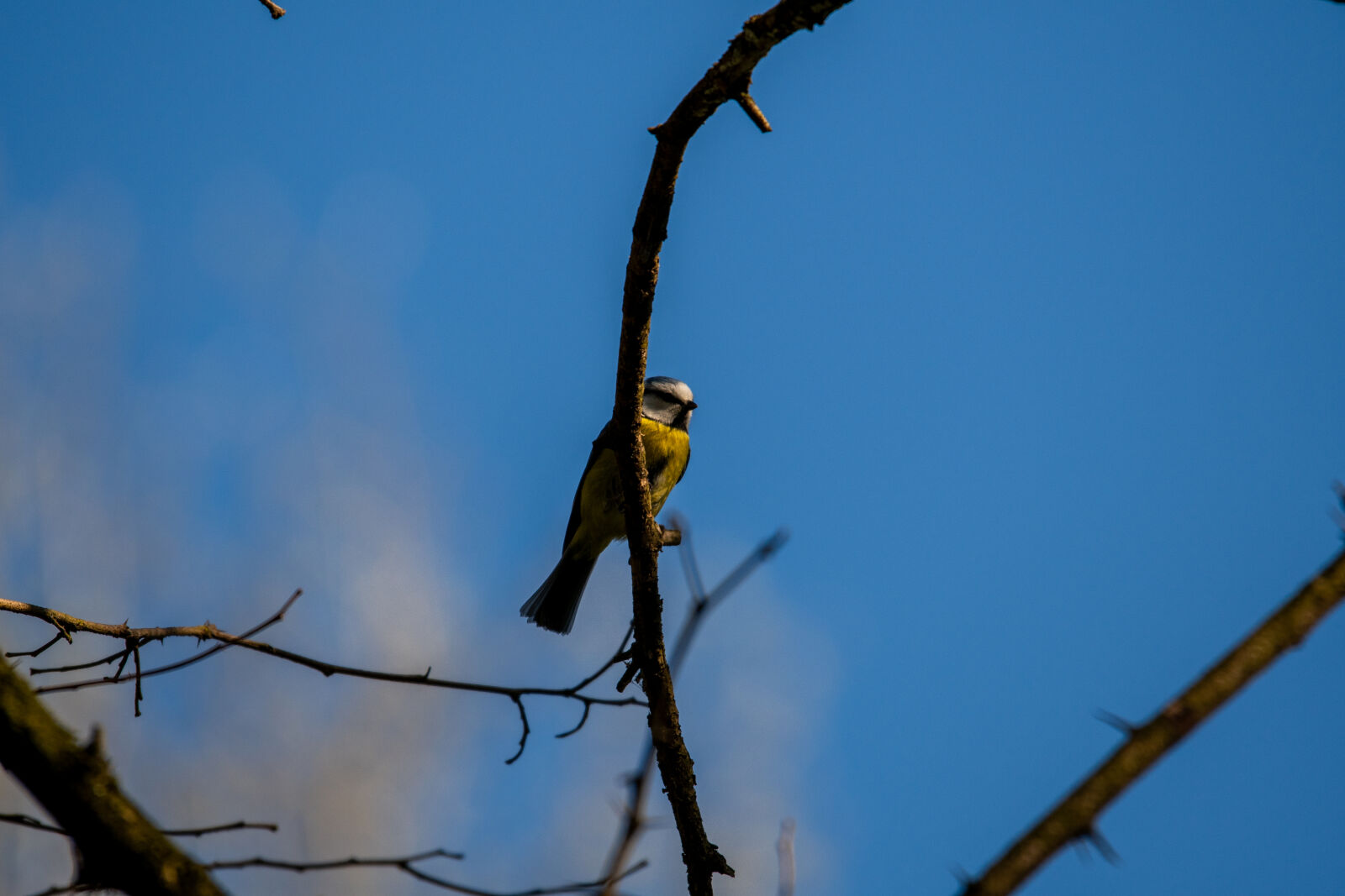 Nikon D500 sample photo
