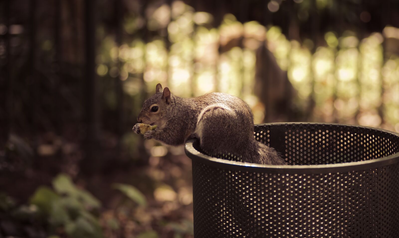 Tamron SP 90mm F2.8 Di VC USD 1:1 Macro sample photo. Squirrel, dustbin, scavenging photography