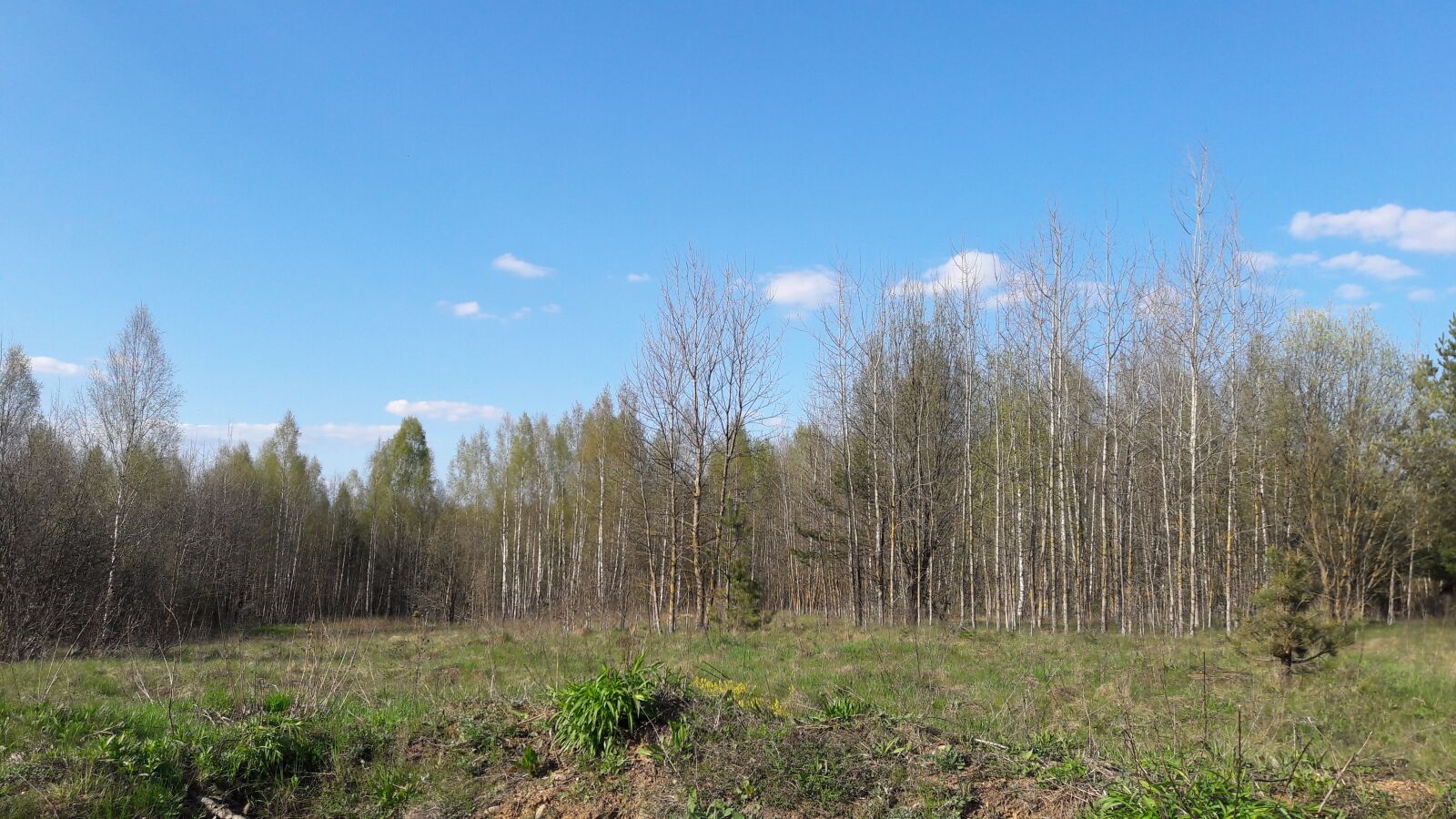 Samsung Galaxy J7 sample photo. Nature, forest, spring photography