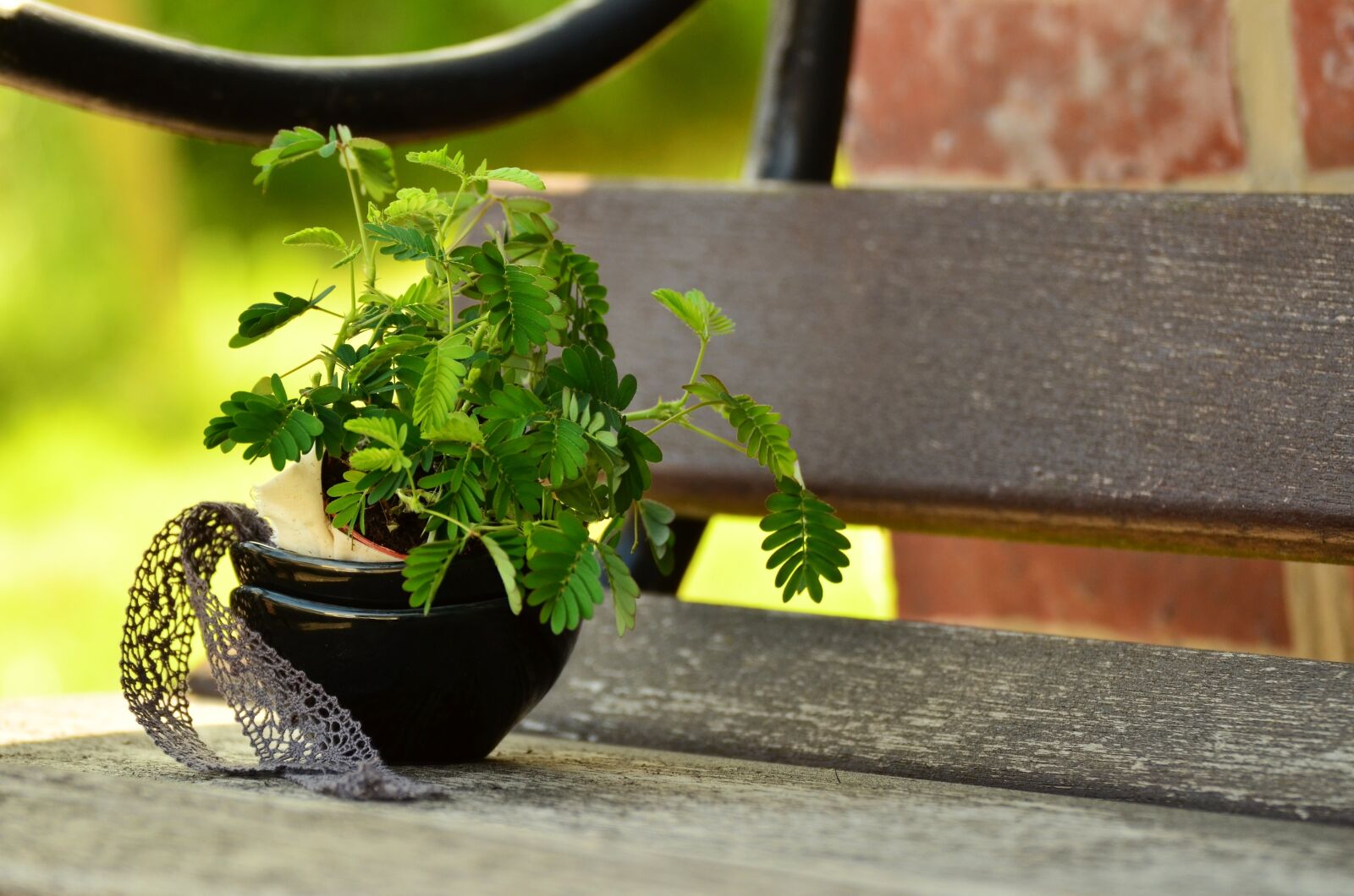 Nikon D5100 sample photo. Mimosa, plant, mimosa pudica photography