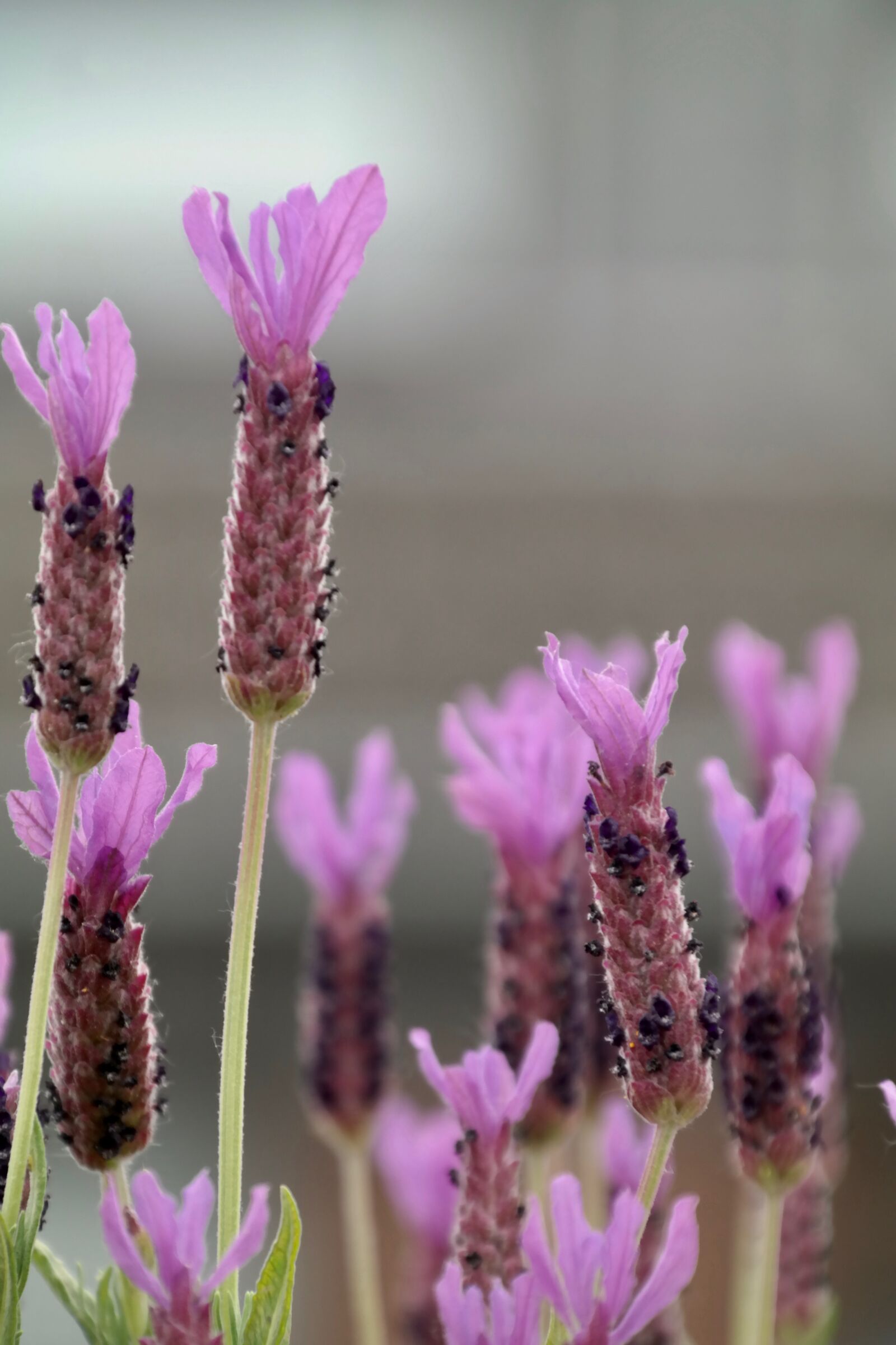 Samsung NX300 sample photo. Lavender, flower, nature photography