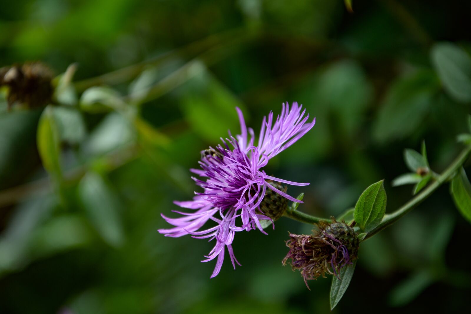 Nikon D3300 sample photo. Flower, nature, purple photography