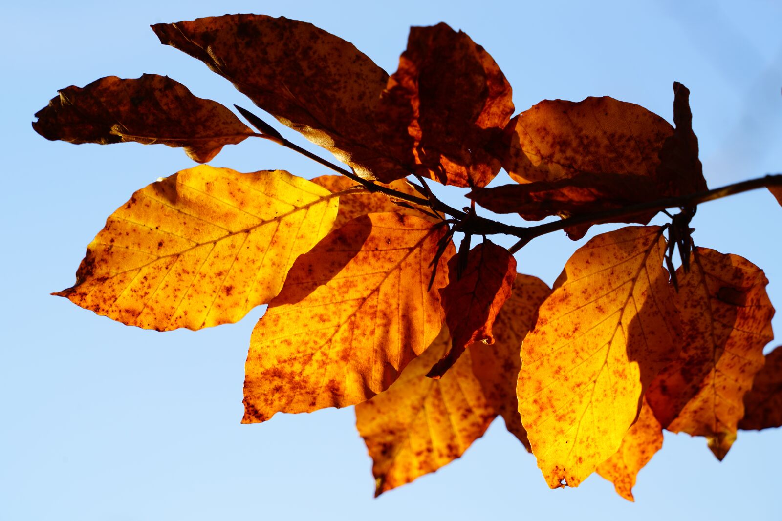 Sony a7R II + Sony FE 24-240mm F3.5-6.3 OSS sample photo. Beech leaves, branch, beech photography