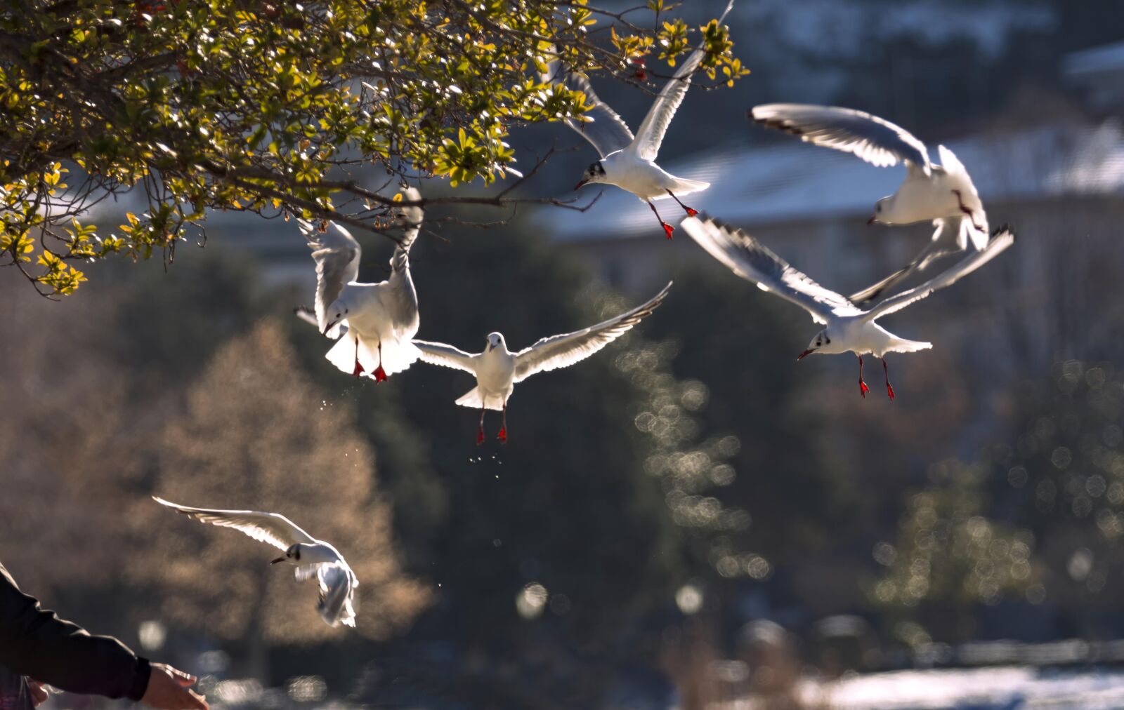Nikon D7200 sample photo. Birds, seagulls, freedom photography