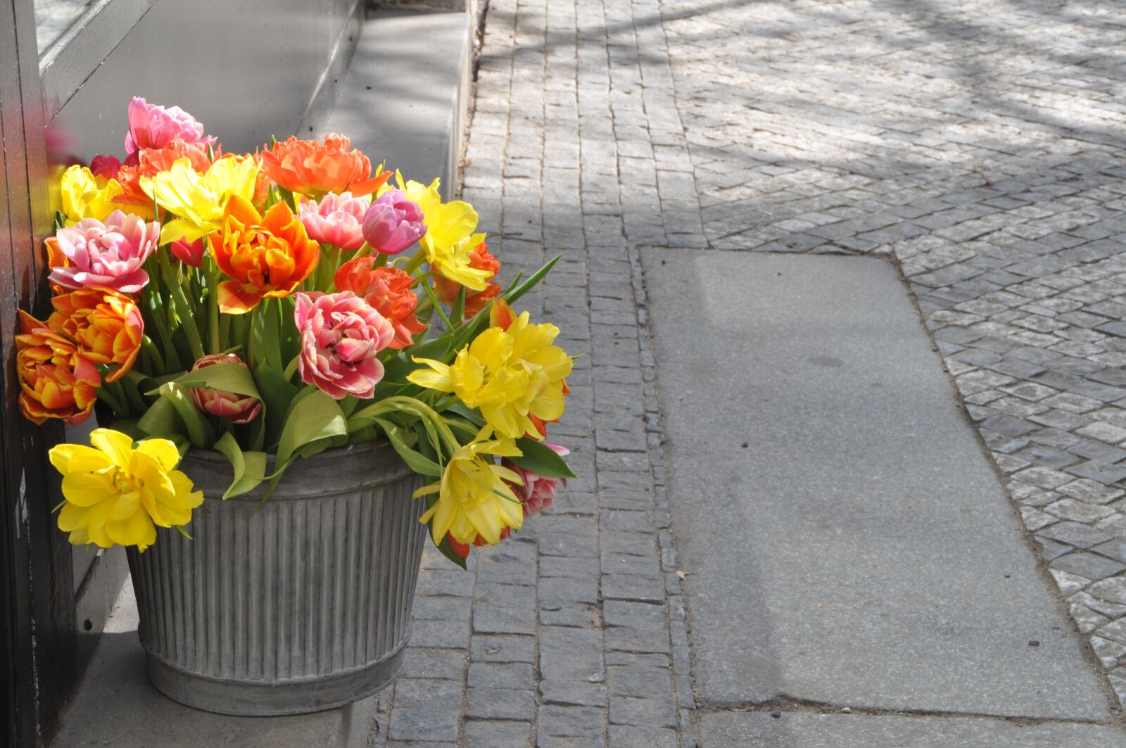 Nikon D5000 sample photo. Tulip, flower, plant photography
