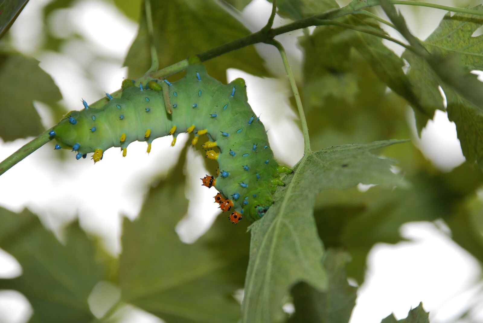 Nikon D80 sample photo. Caterpillar, nature, insect photography