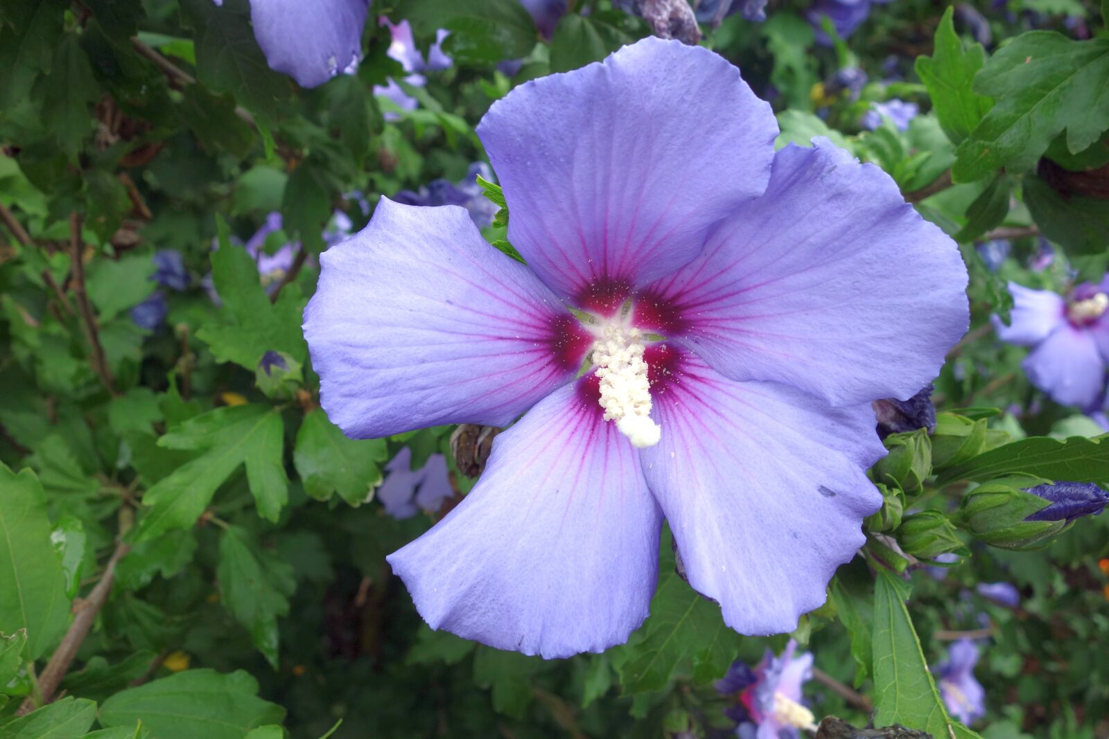 Sony Cyber-shot DSC-RX100 sample photo. Hibiscus, blossom, bloom photography