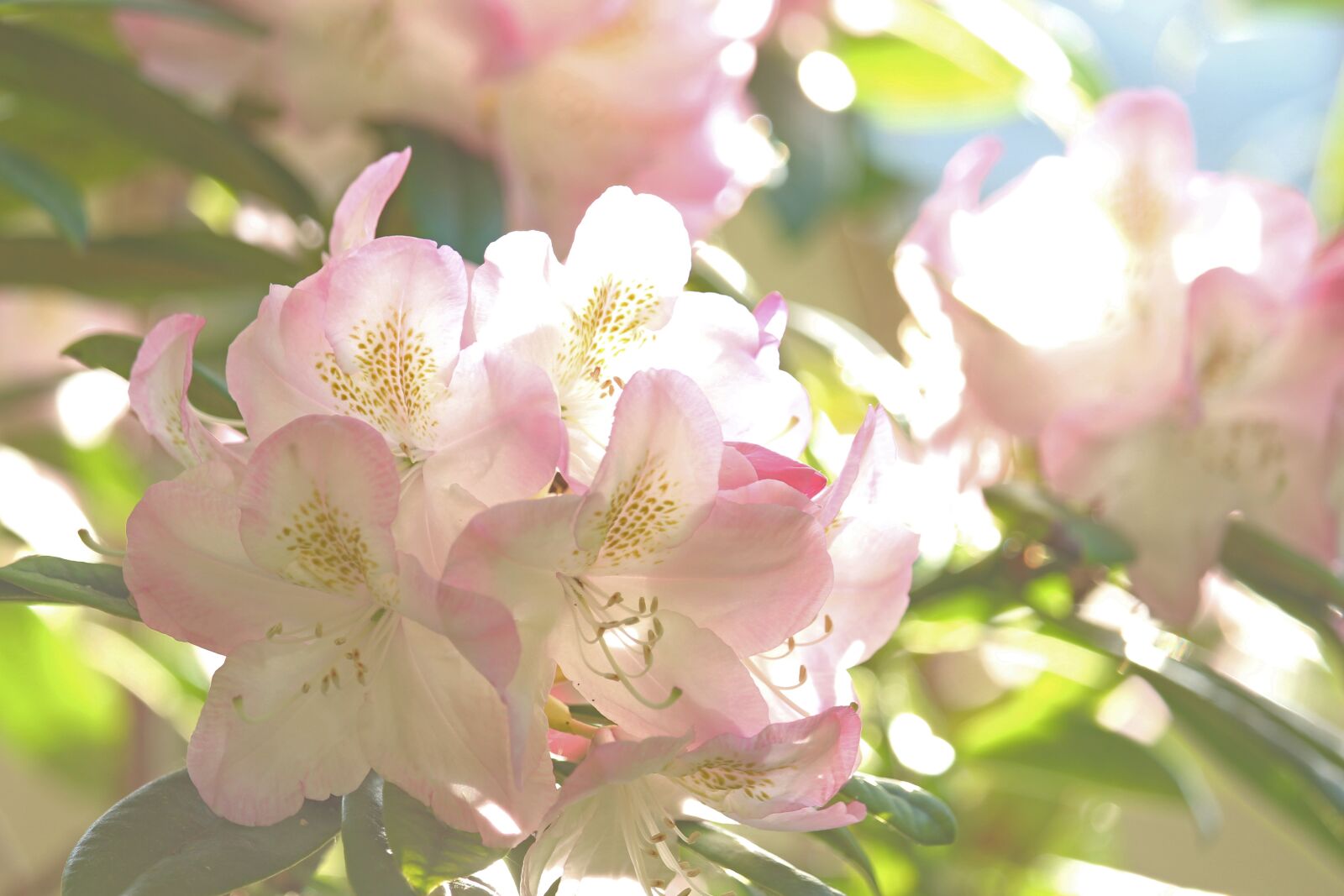 Canon EOS 700D (EOS Rebel T5i / EOS Kiss X7i) sample photo. Rhododendron, spring, garden photography