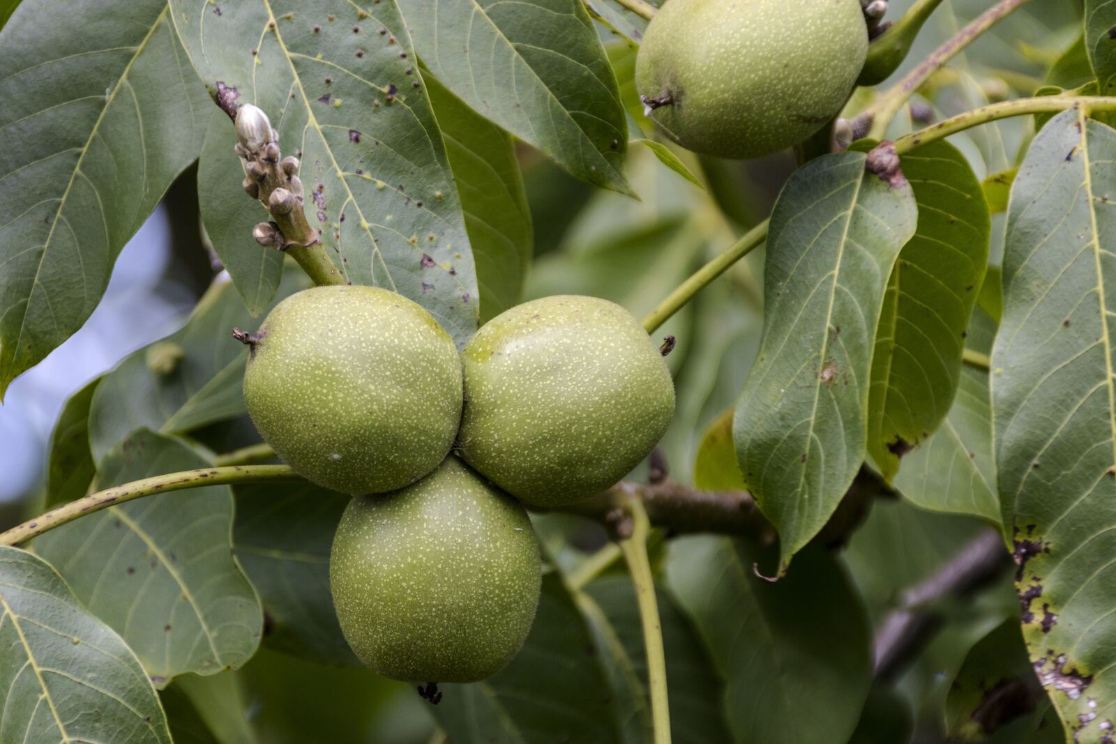 Canon EOS 80D sample photo. Plant, tree, walnut photography
