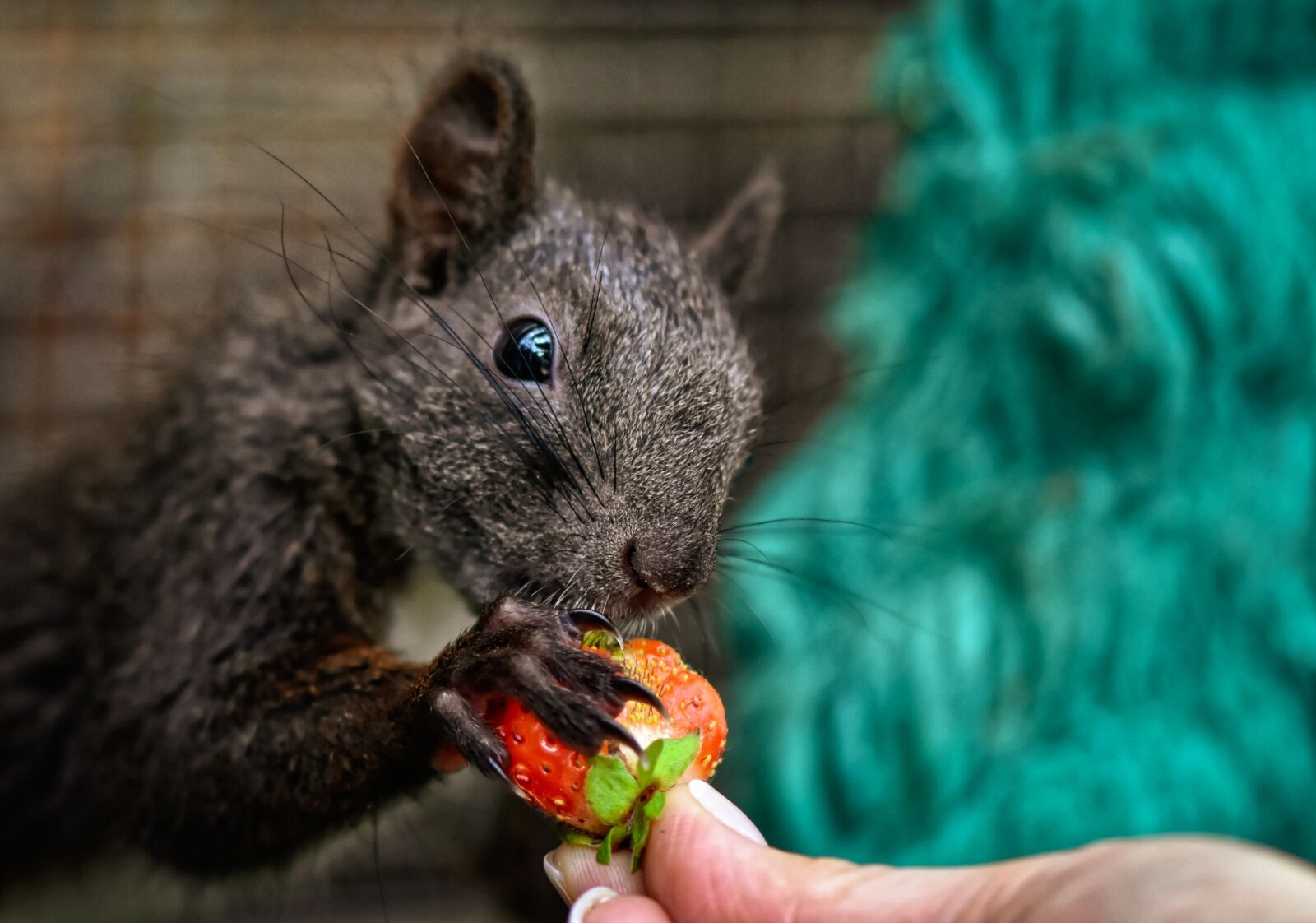 Nikon D7200 sample photo. Squirrel, food, young animal photography