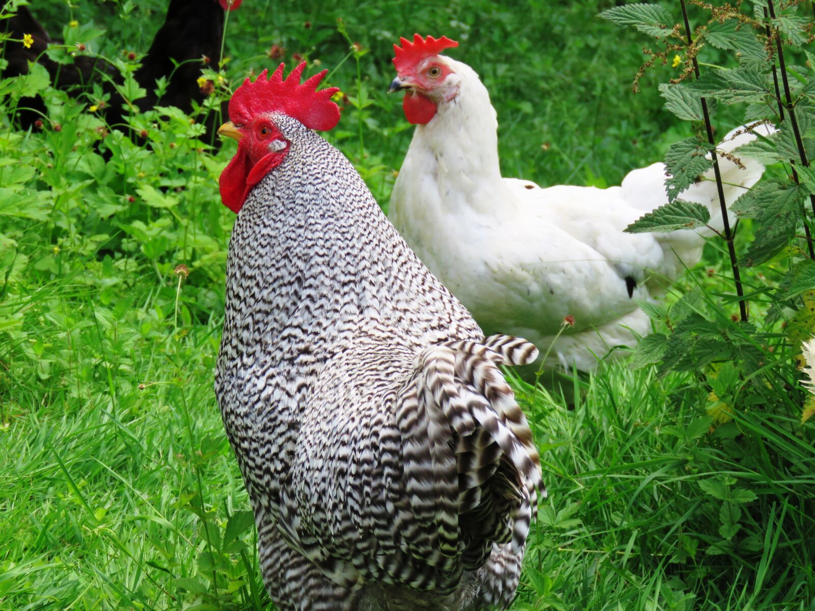Canon PowerShot SX60 HS sample photo. Hahn, hen, gockel photography