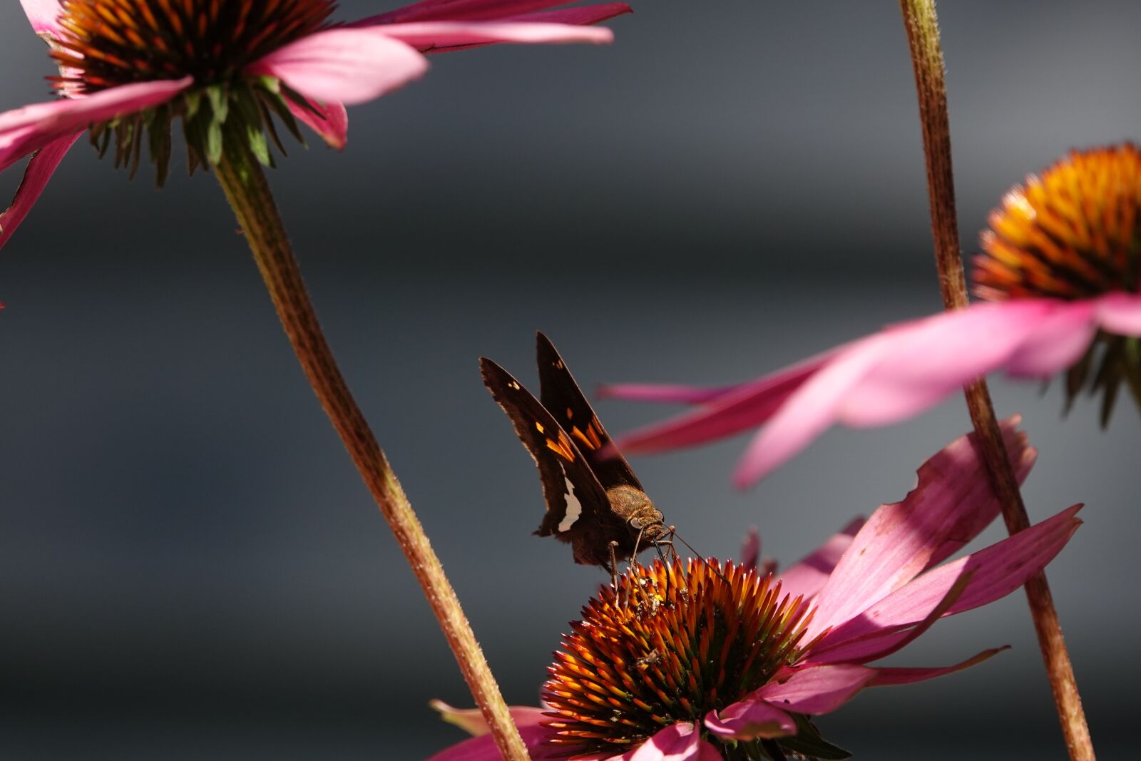 Sony Cyber-shot DSC-RX10 IV sample photo. Butterfly, nature, insect photography