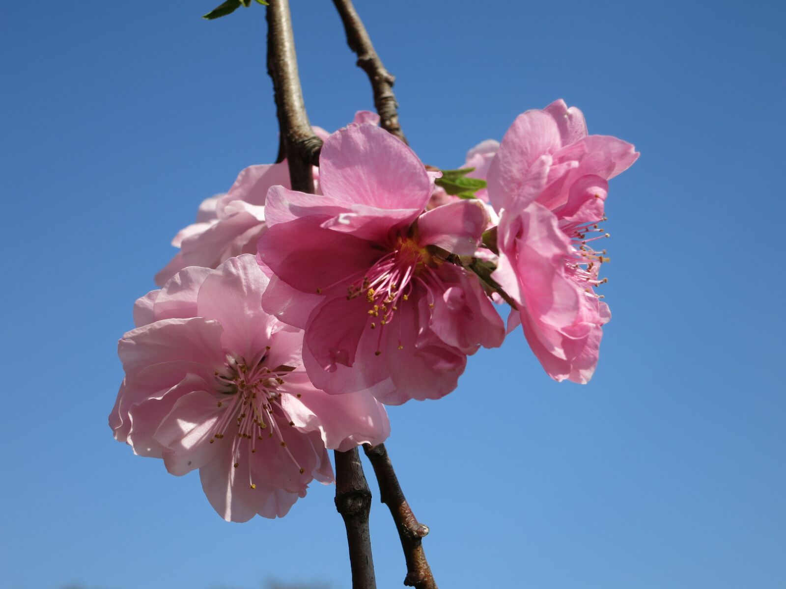 Canon PowerShot S110 sample photo. Cherry blossom, blossom, sakura photography