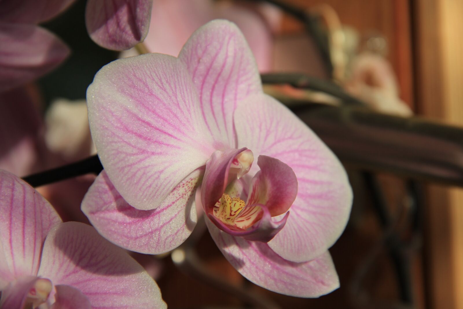 Canon EOS 550D (EOS Rebel T2i / EOS Kiss X4) sample photo. Orchid, flower, sunlight photography