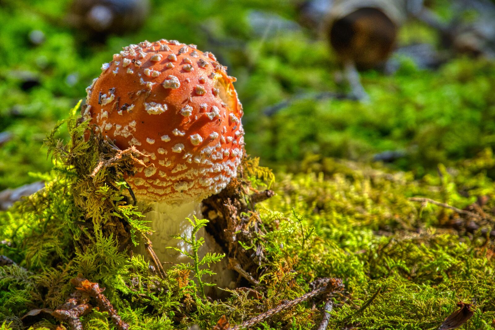 Nikon D7500 sample photo. Fly agaric, mushroom, forest photography