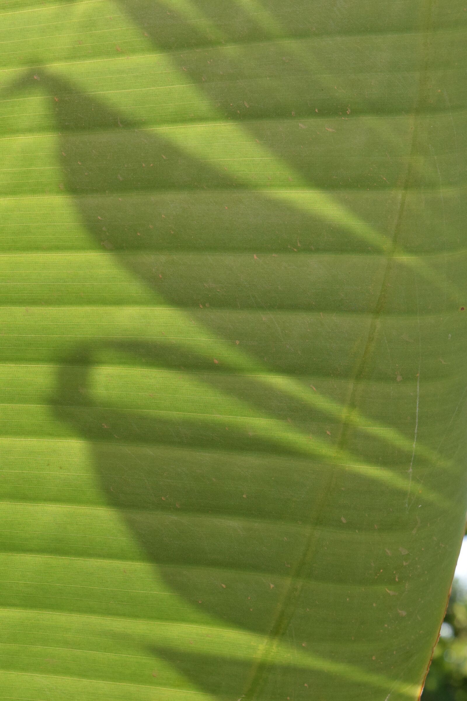 Nikon D3300 sample photo. Background, light and shadow photography