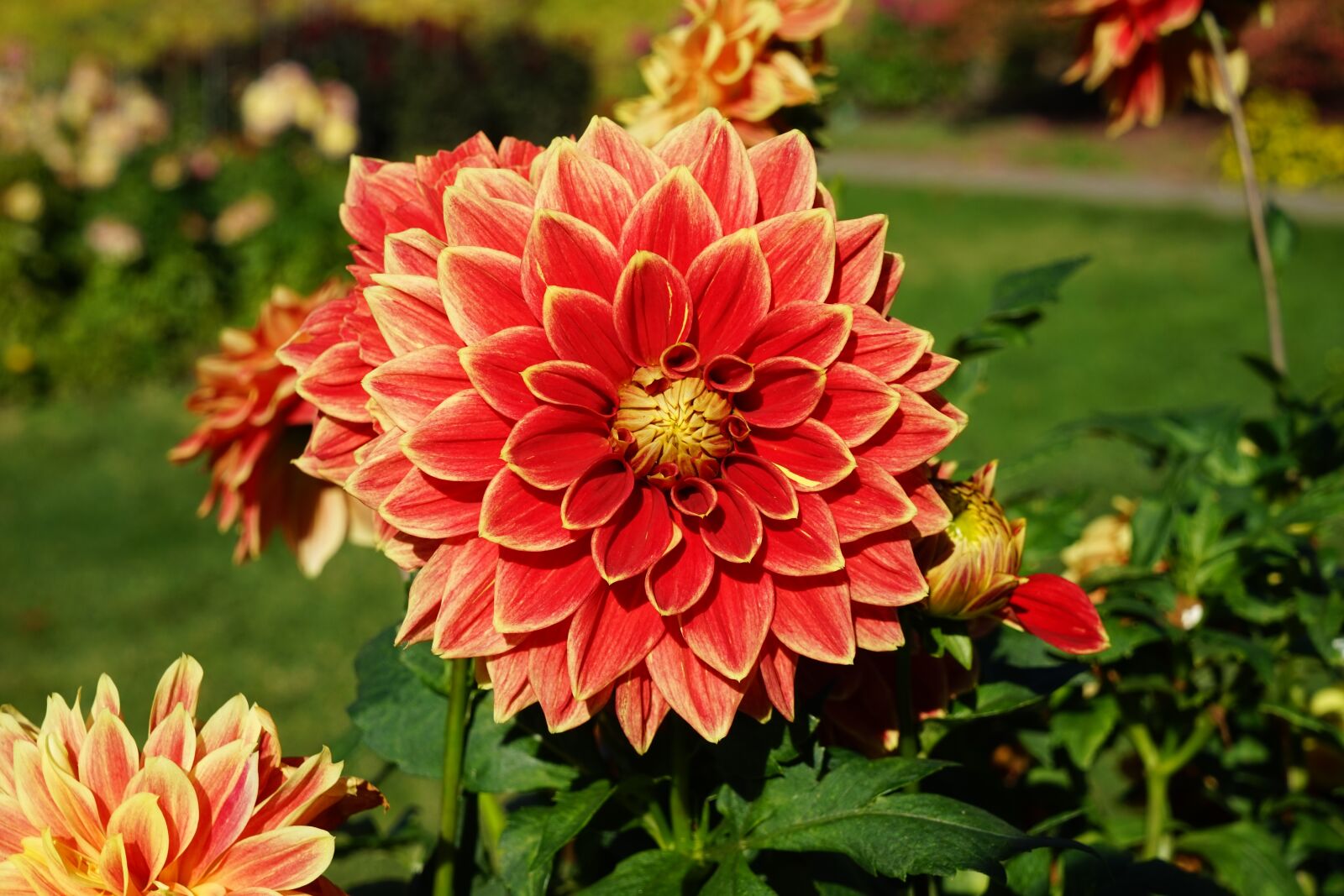 Sony a7 + Sony Vario Tessar T* FE 24-70mm F4 ZA OSS sample photo. Flower, park, late summer photography