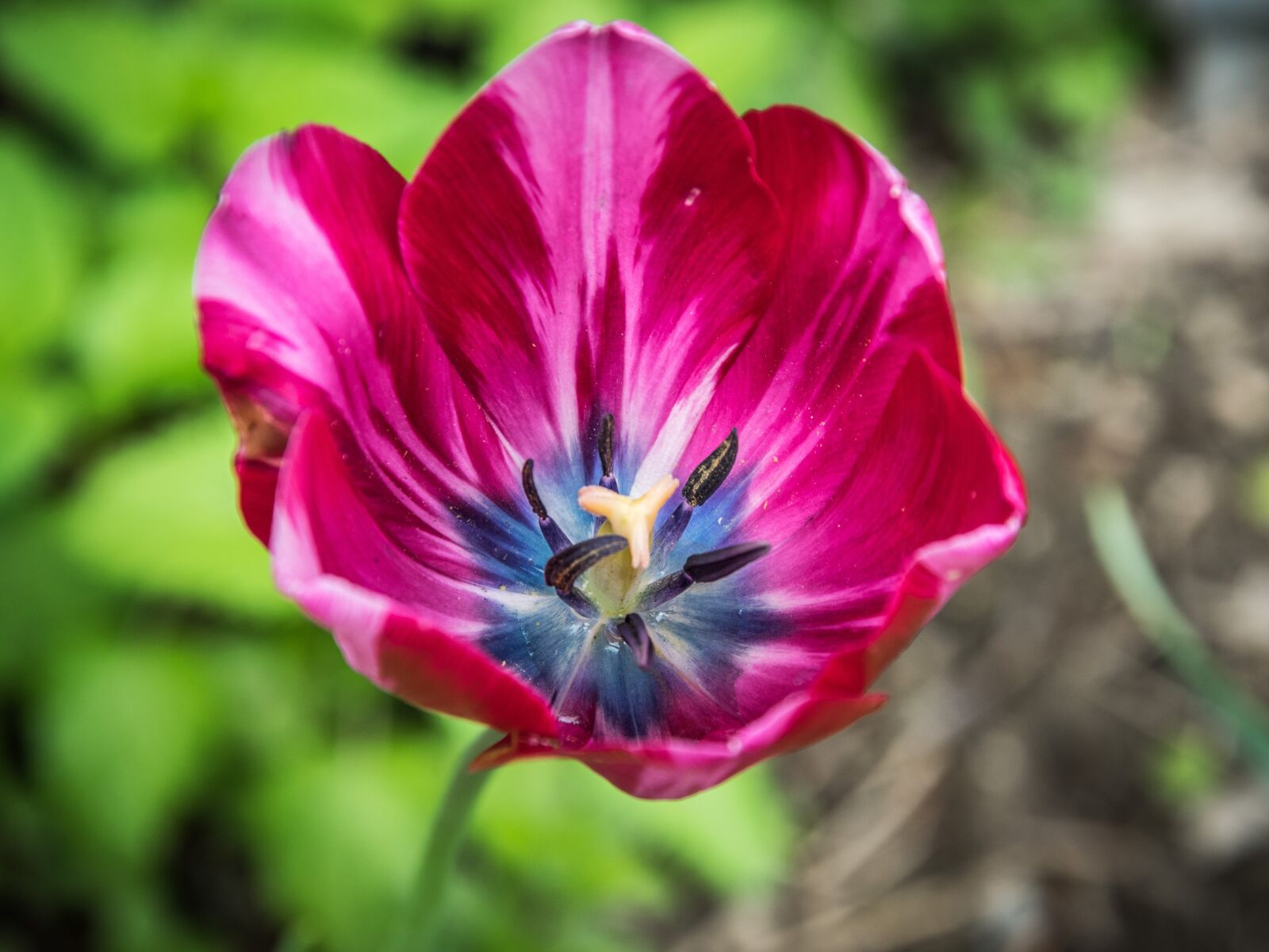 Nikon D5300 sample photo. Flower, tulip, garden photography