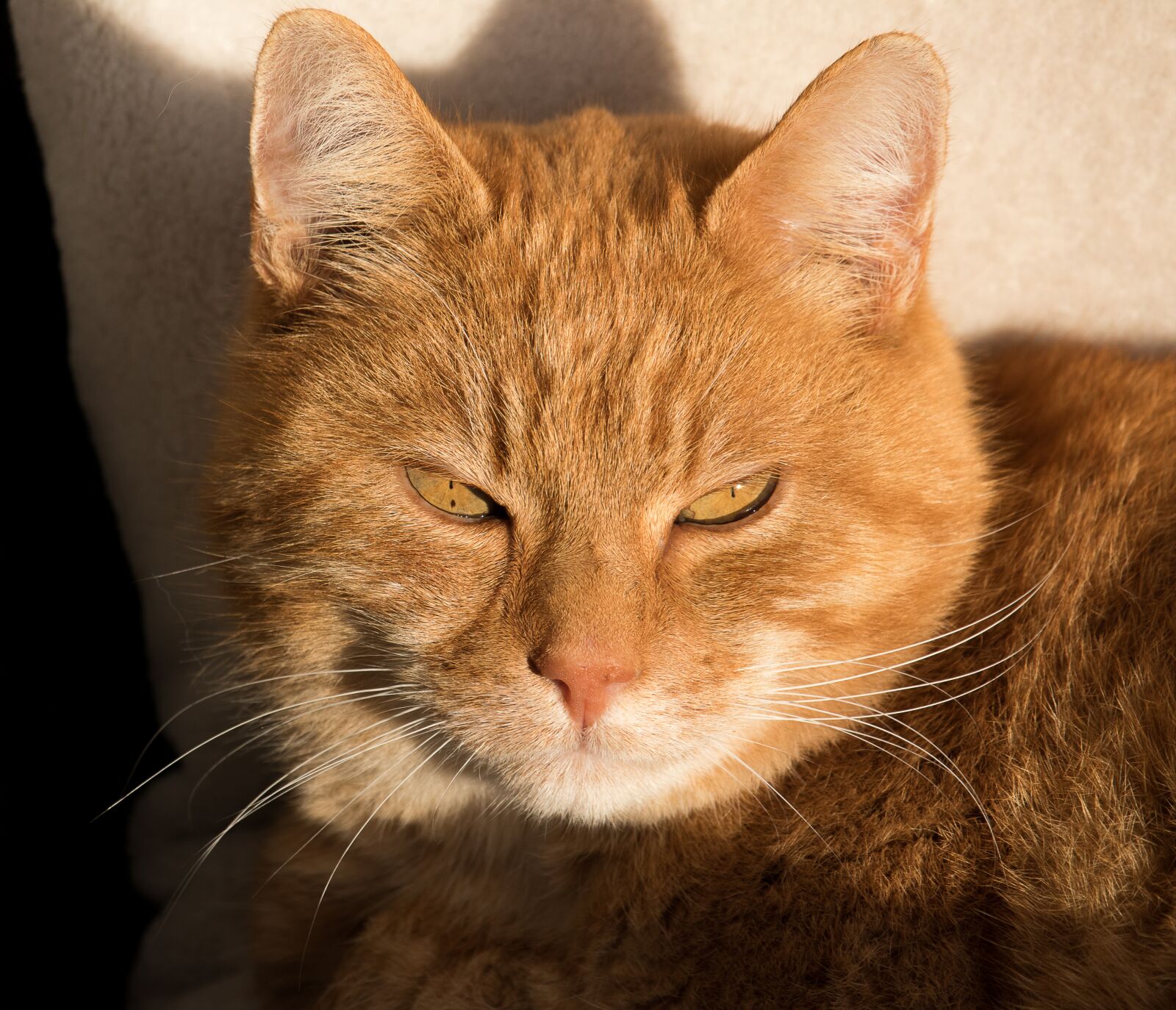 Canon EF-S 55-250mm F4-5.6 IS STM sample photo. Cat, domestic cat, animal photography