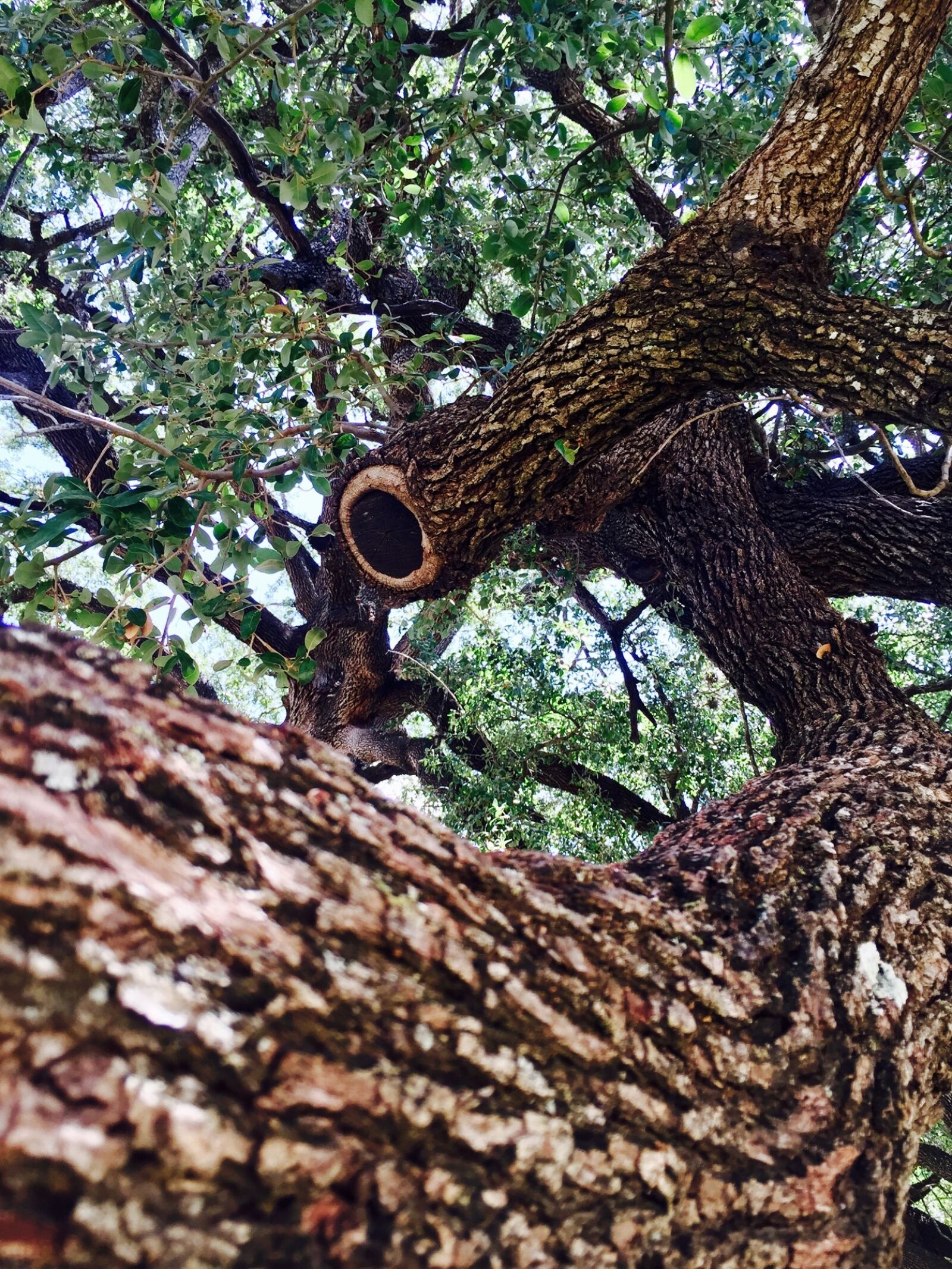 iPhone 6 back camera 4.15mm f/2.2 sample photo