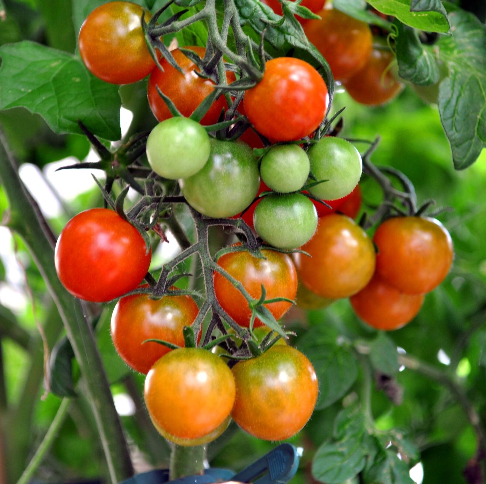 Nikon D5000 sample photo. Tomato shrub, coctailtomate, red photography