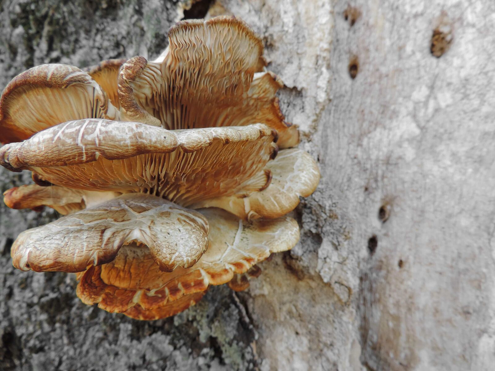 Nikon Coolpix P520 sample photo. Fungus, food, wood, mushroom photography