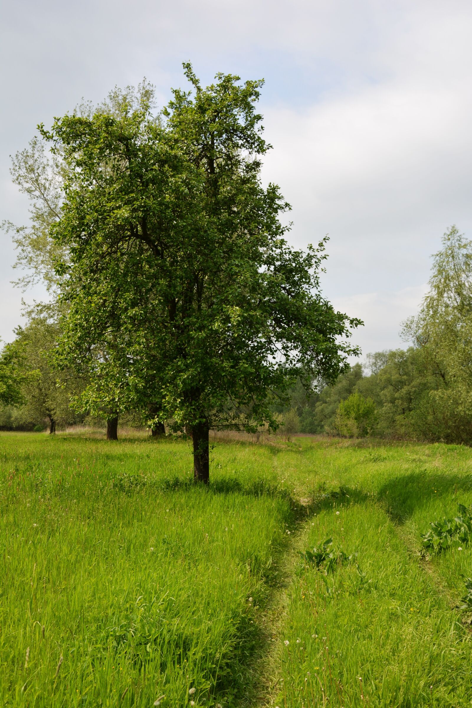 Nikon D5200 sample photo. Jabłonka, apple, way photography