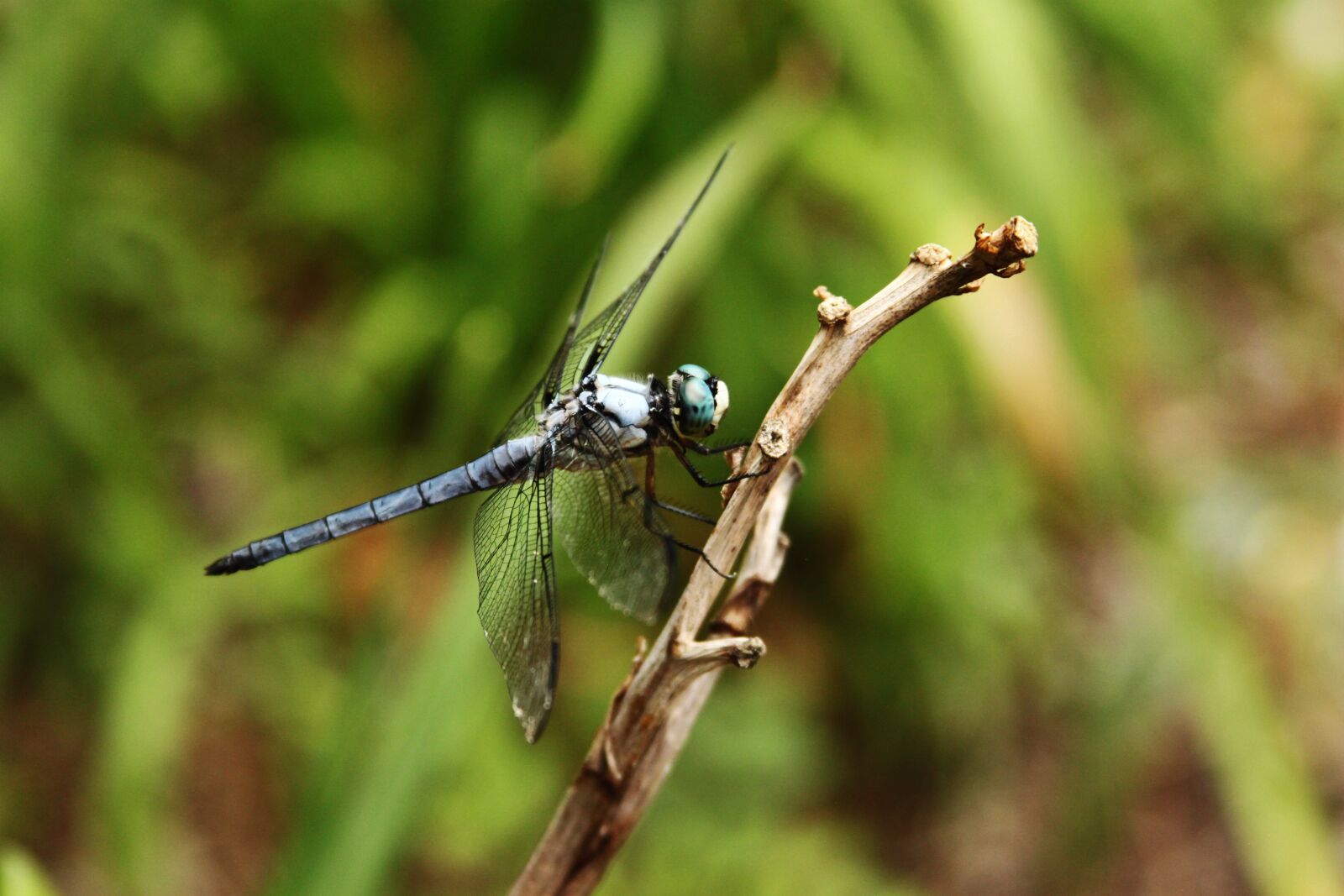 Canon EOS 500D (EOS Rebel T1i / EOS Kiss X3) sample photo. Dragonfly, insect, wing photography