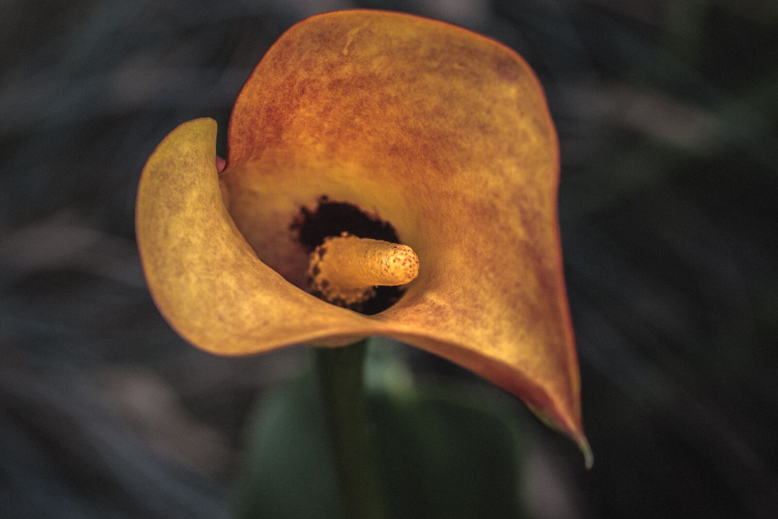 Canon EOS 70D sample photo. Zantedeschia, calla, kalla photography