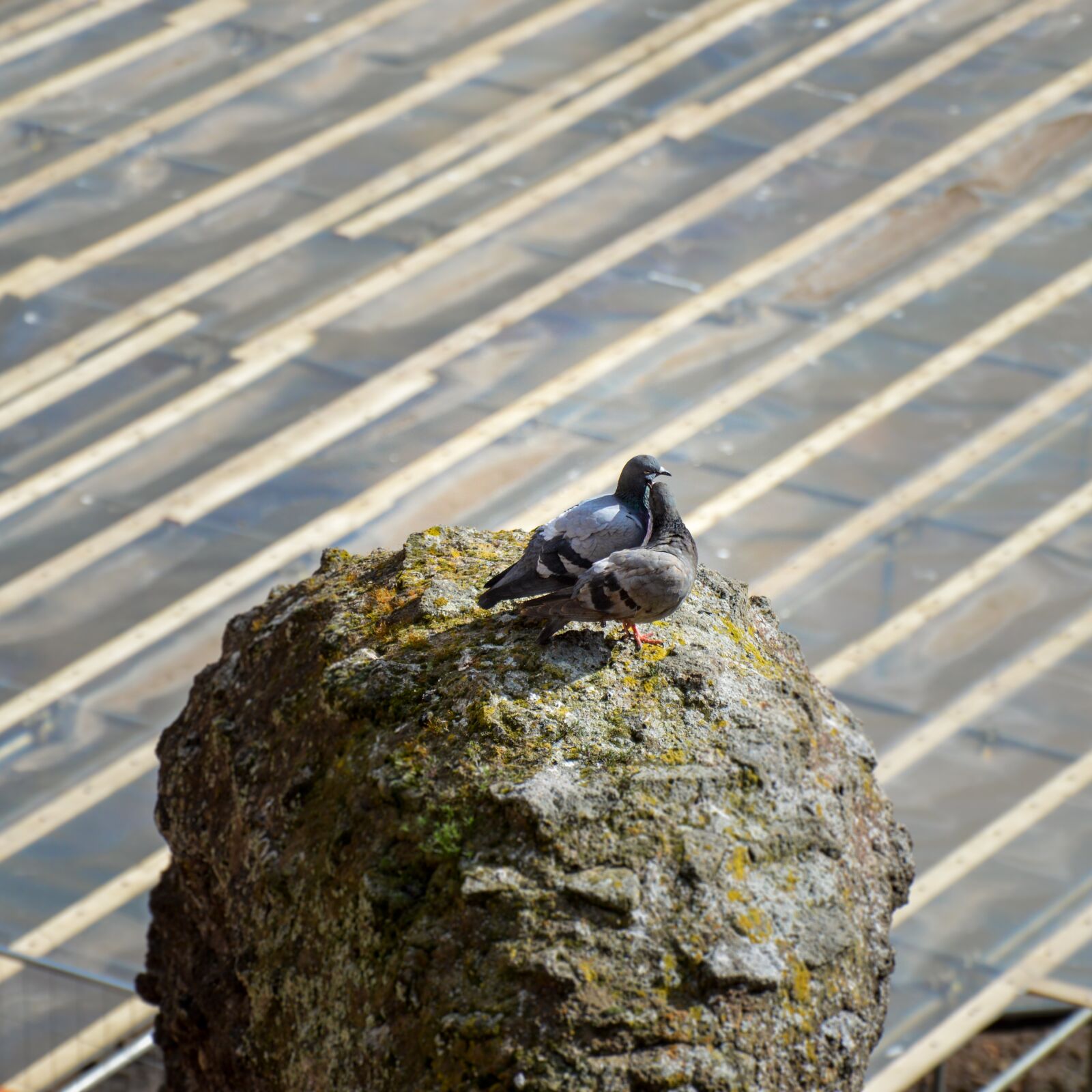 Nikon D3200 sample photo. Pigeons, love, couple photography
