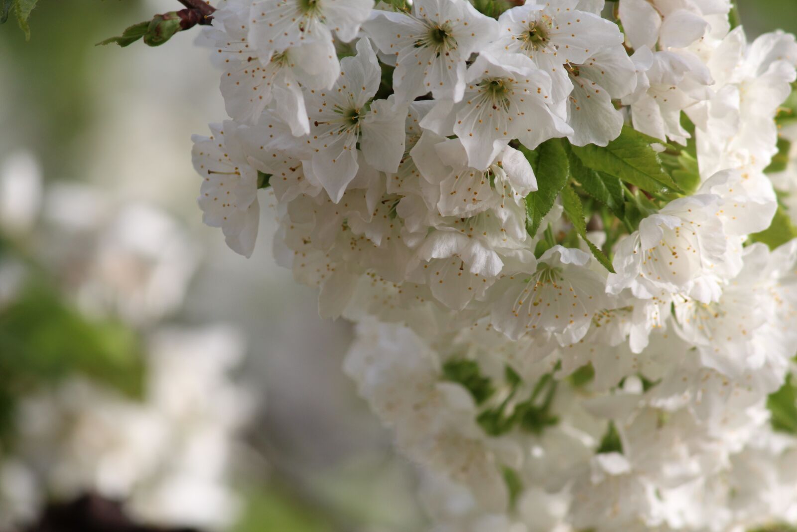 Canon EOS 600D (Rebel EOS T3i / EOS Kiss X5) sample photo. Flower, nature, plant photography