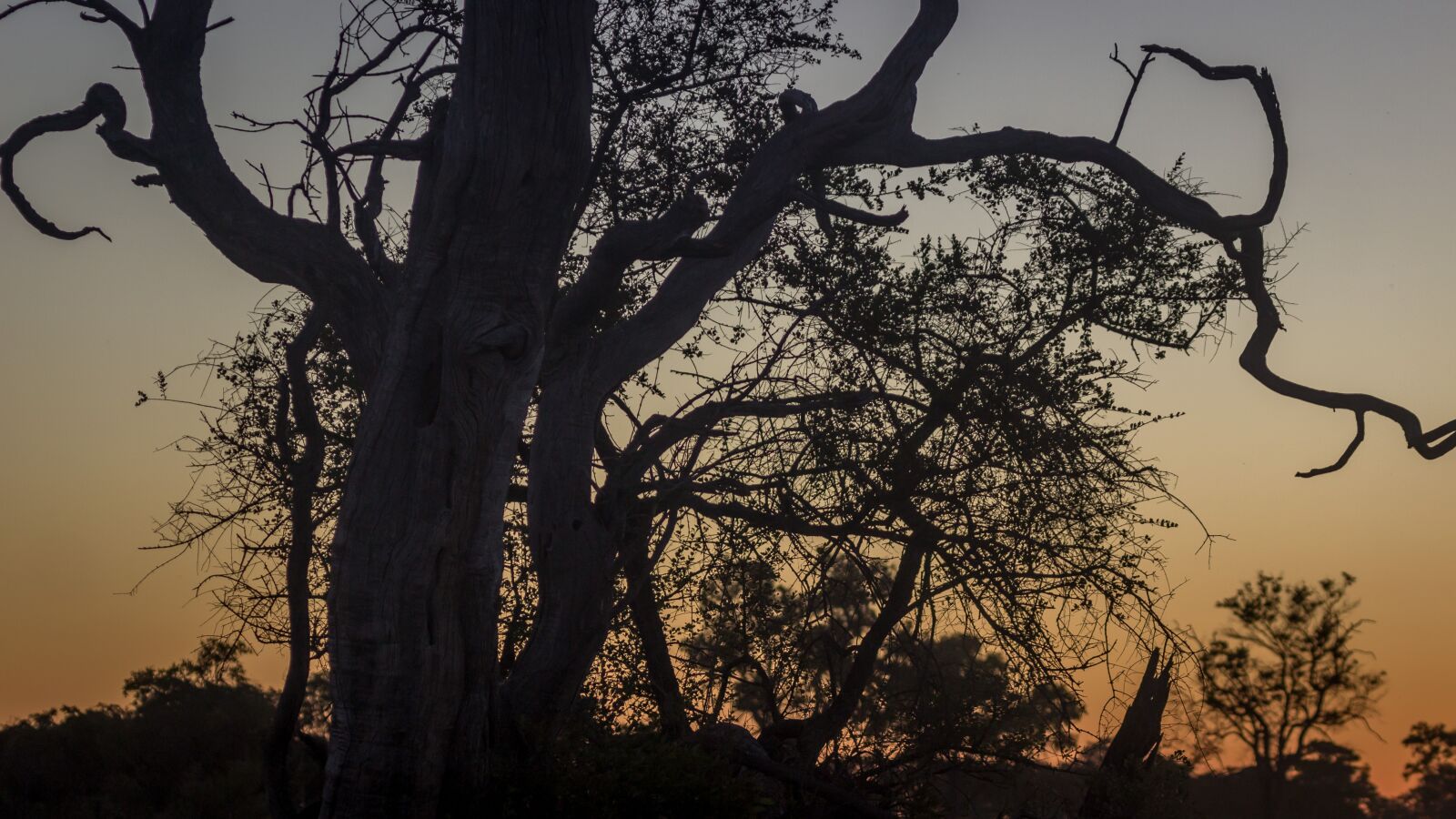 Canon EF 100-400mm F4.5-5.6L IS USM sample photo. Botswana, sunset, tree photography