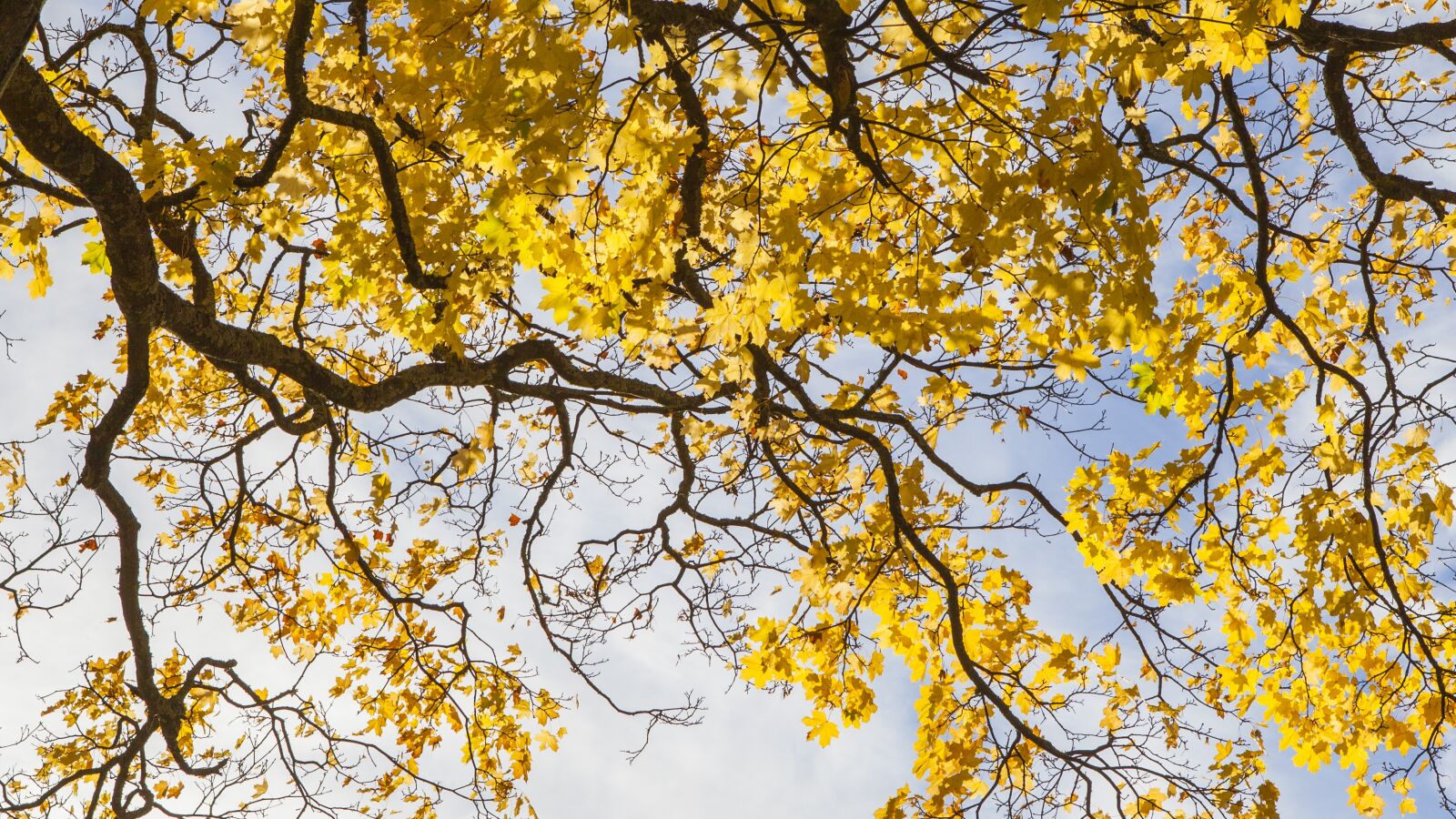 Canon EOS 5D Mark II sample photo. Autumn, the leaves, sky photography