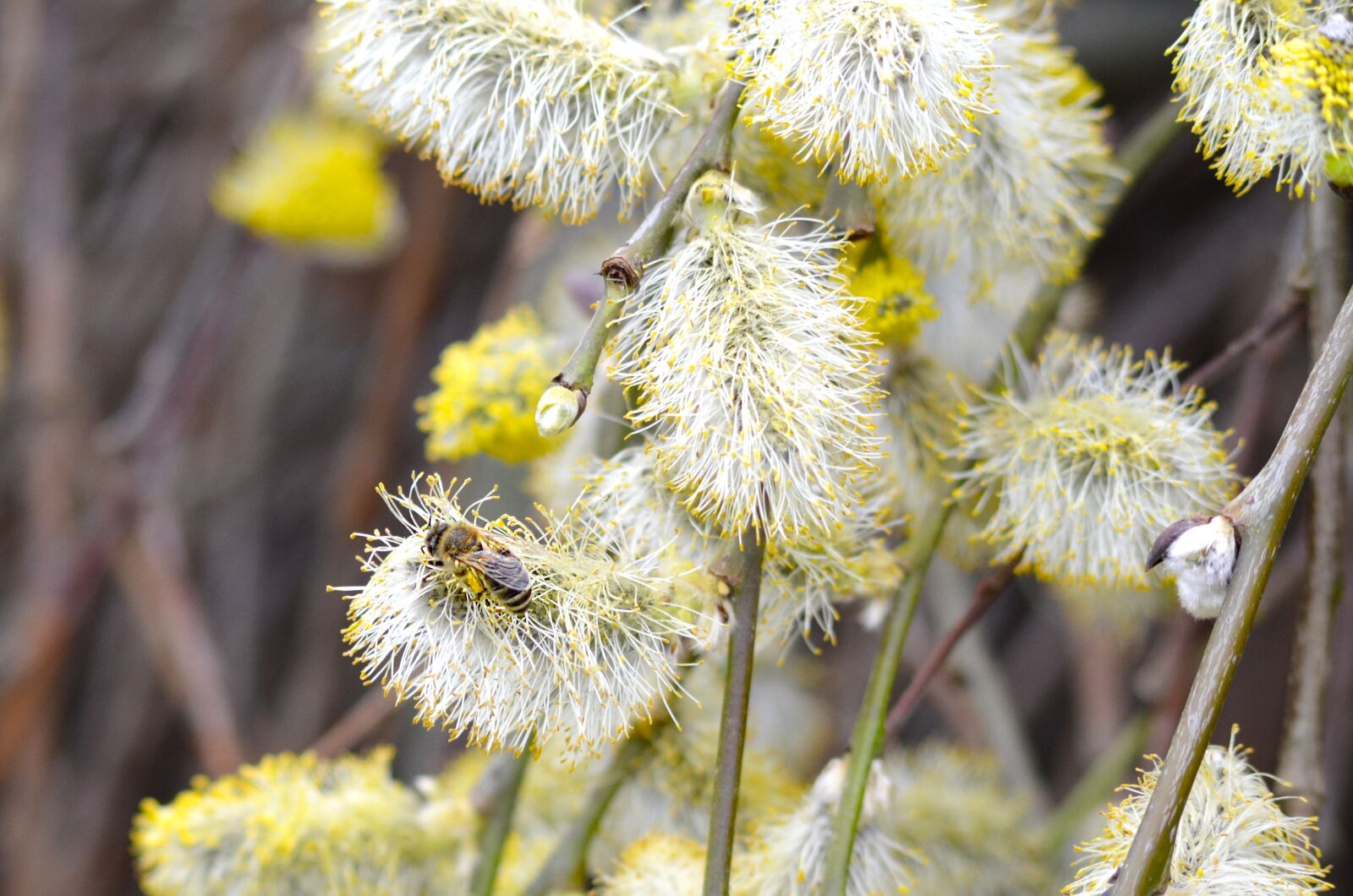 Nikon D5100 sample photo. Willow catkin, bee, pasture photography